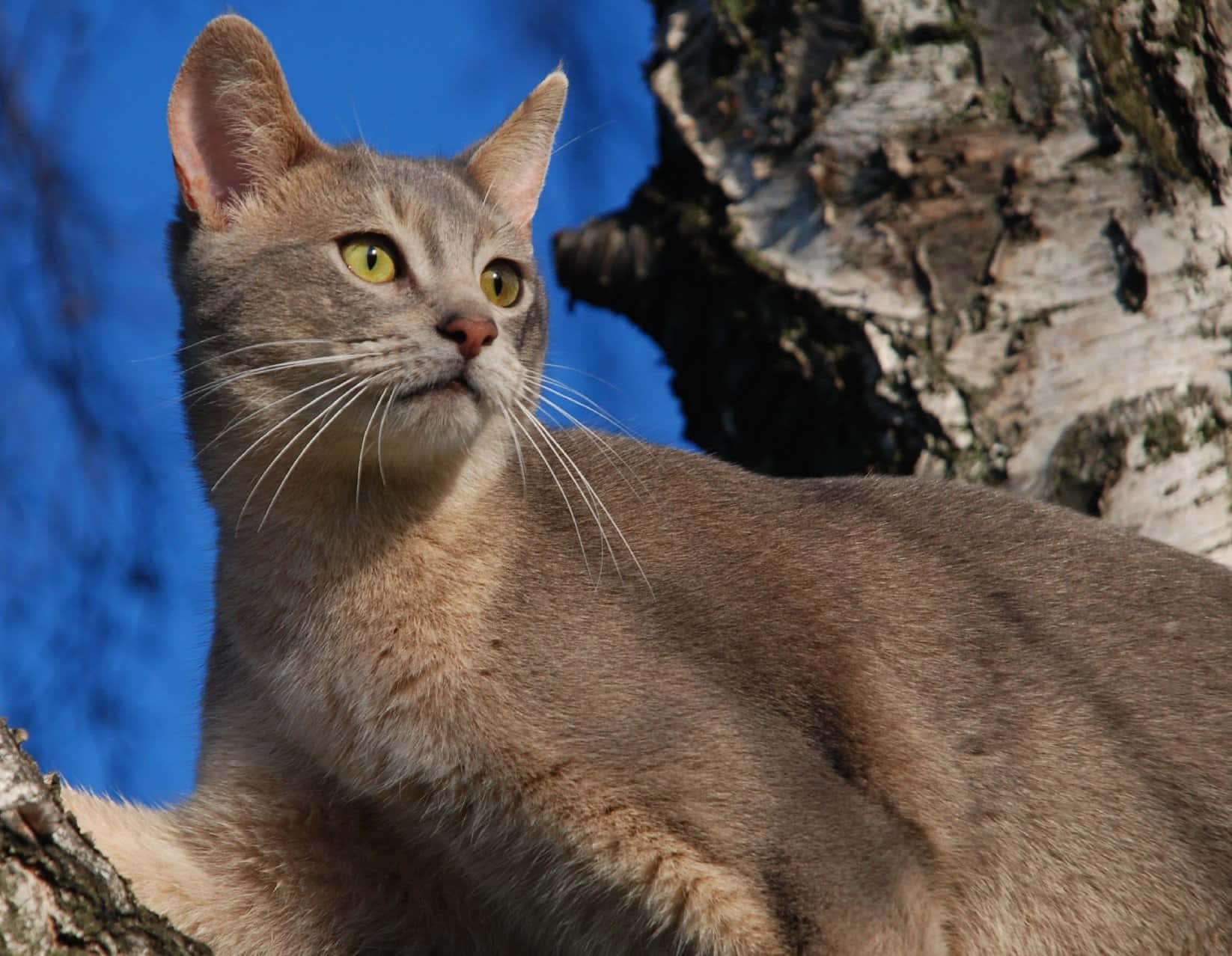 Abyssinian 桌布 壁紙 — 一隻光滑的灰色貓咪，有著引人注目的綠色眼睛，警覺地棲息在白樺樹幹上，背景是鮮豔的藍天。