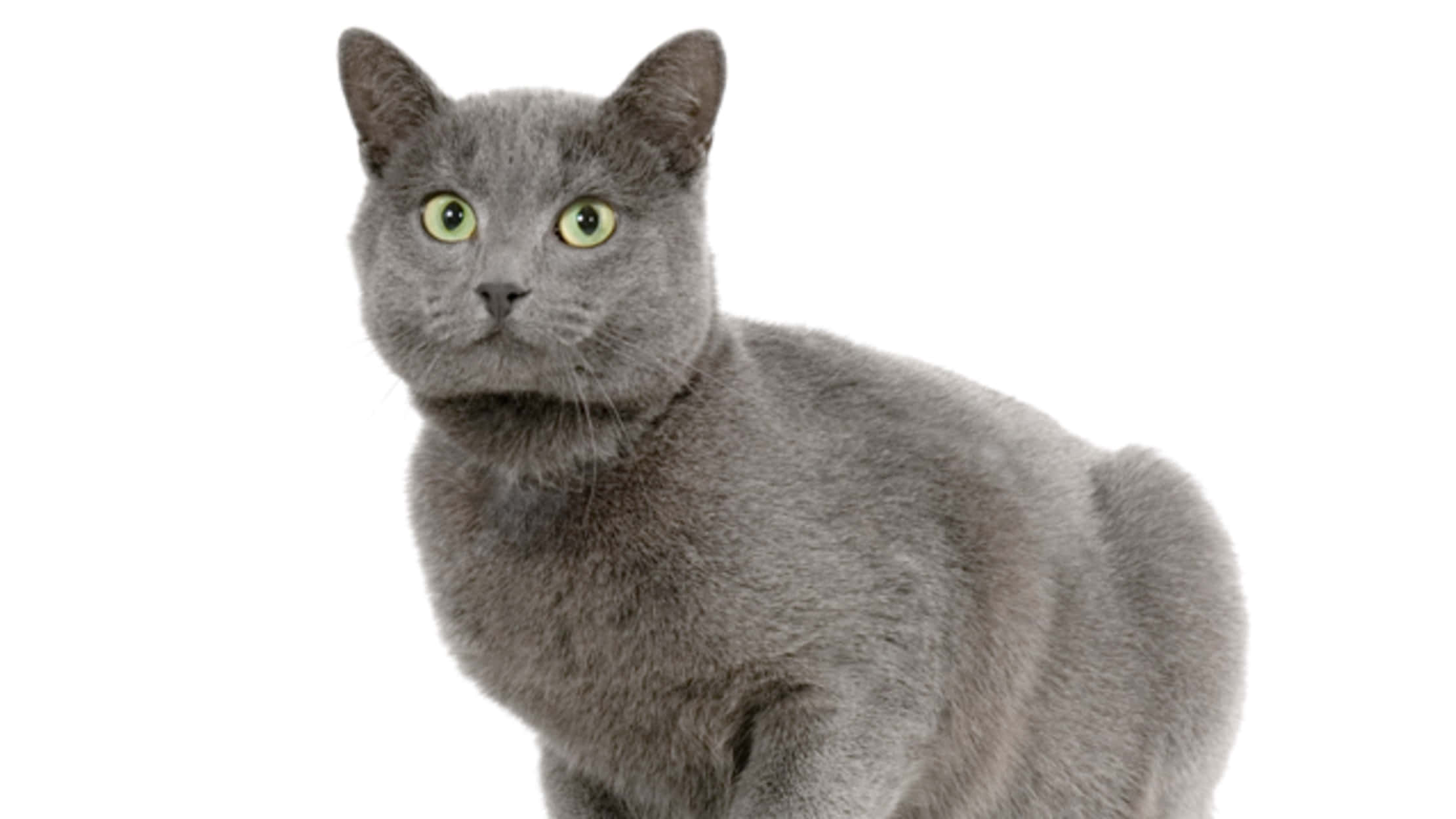 Chartreux 桌布 壁紙 — 一隻光滑的灰色貓咪，有著明亮的綠色眼睛，在純白背景前專注地凝視。