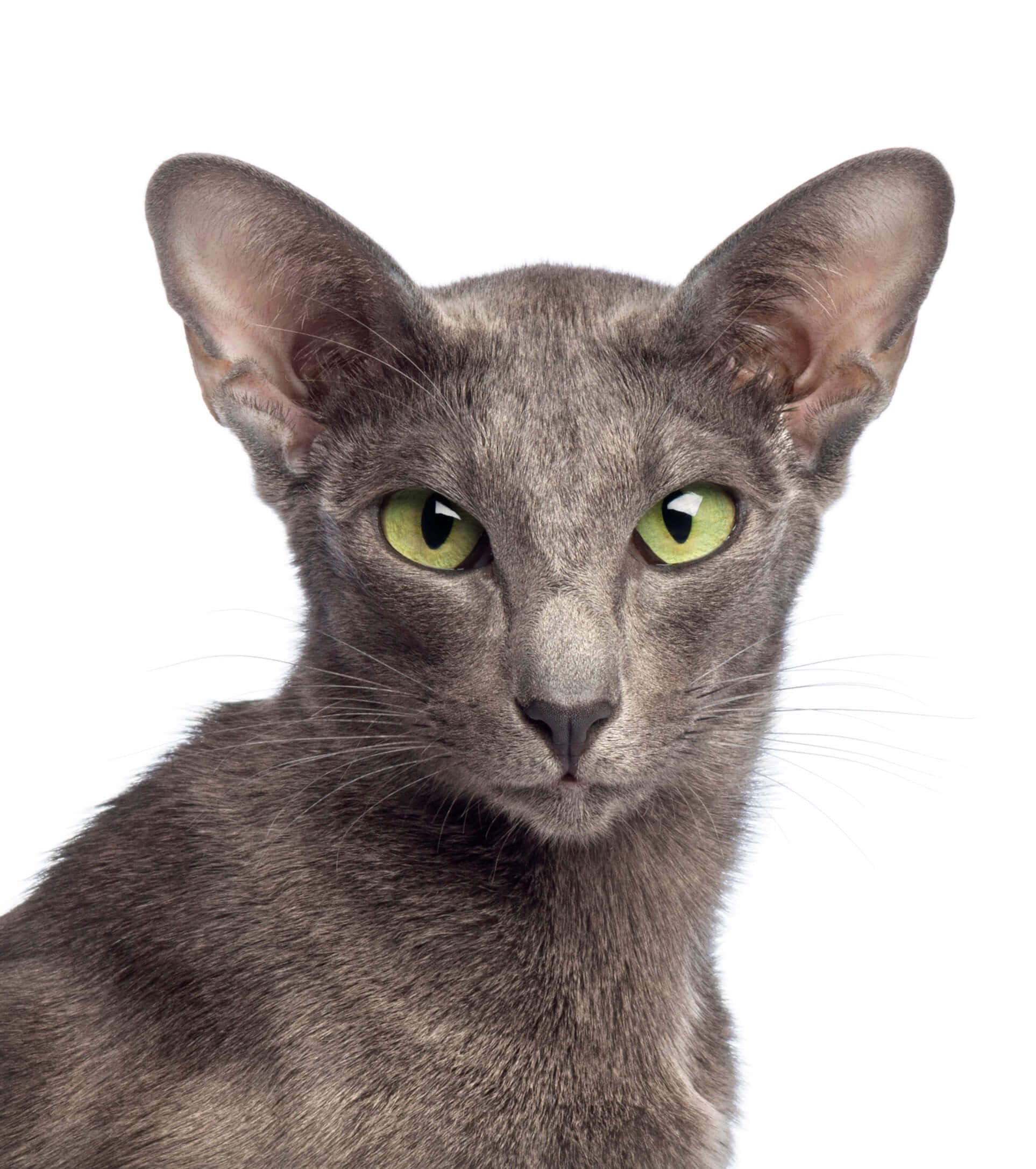 Oriental Shorthair 桌布 壁紙 — 一隻光滑的灰色貓咪特寫肖像，擁有引人注目的綠色眼睛，在純白背景下直視鏡頭。