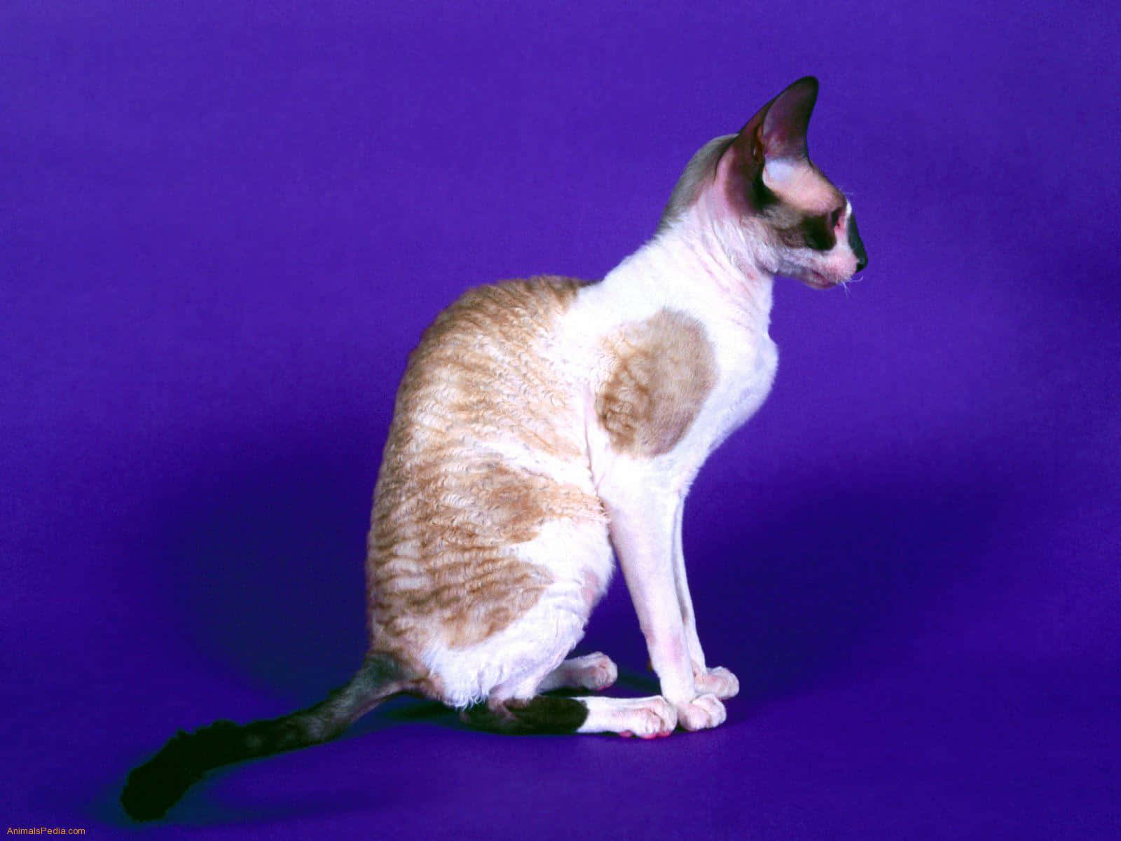 Cornish Rex 桌布 壁紙 — 一隻光滑的無毛貓，帶有棕褐色和白色斑塊，優雅地坐在充滿活力的紫色工作室背景前。