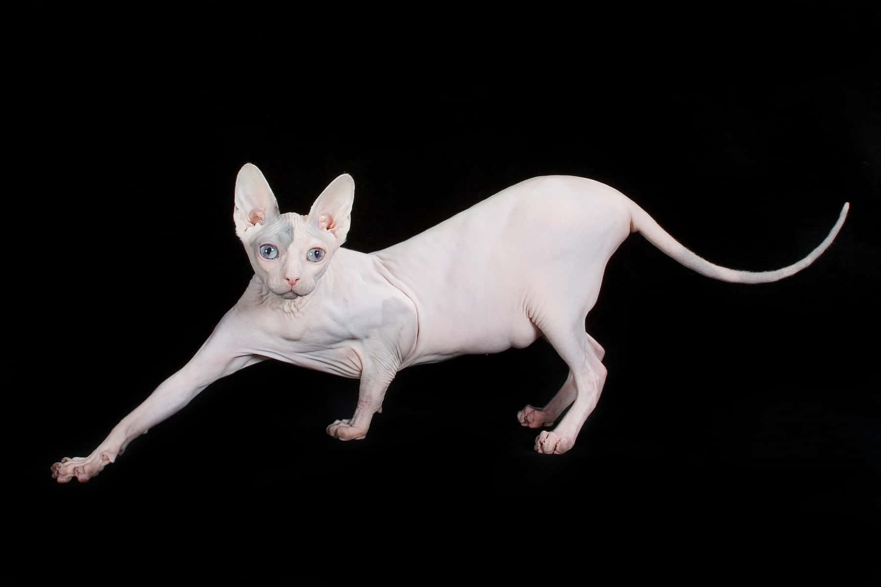 Sphynx 桌布 壁紙 — 一隻光滑的白色無毛貓，擁有引人注目的藍眼睛，在純黑色背景上優雅地伸展。