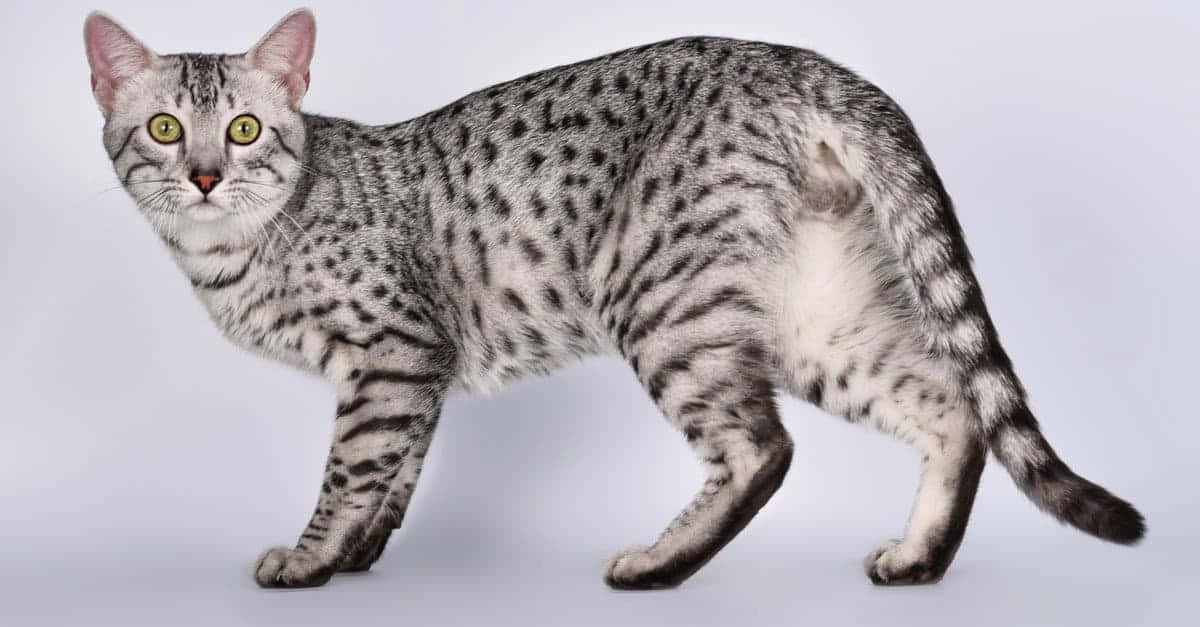 Egyptian Mau 桌布 壁紙 — 一隻光滑的銀色斑點貓，有著引人注目的綠色眼睛，在純白色背景上自信地行走。