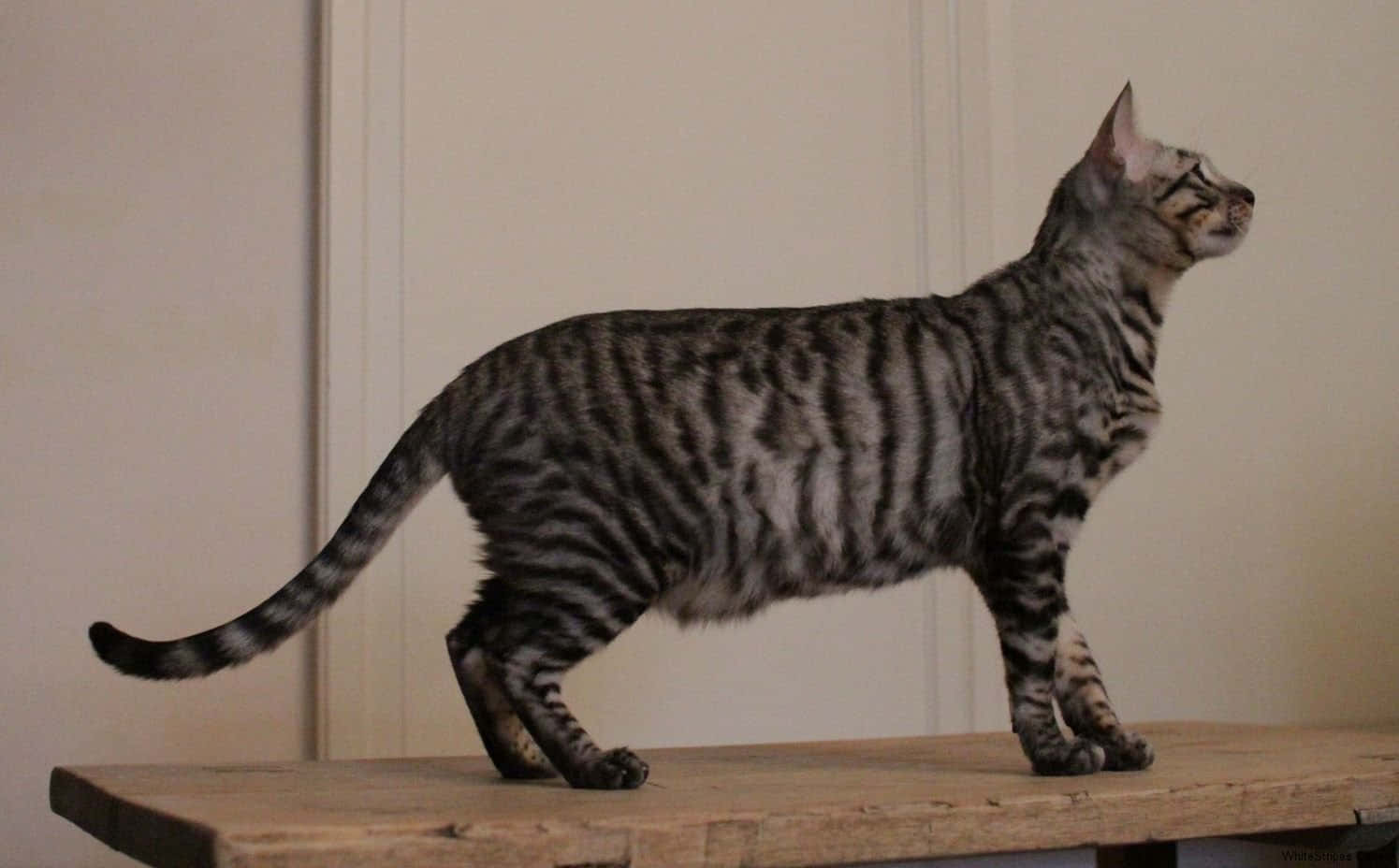 Toyger 桌布 壁紙 — 一隻光滑的銀色虎斑貓警覺地站在質樸的木桌上，背景是純色米色牆壁。
