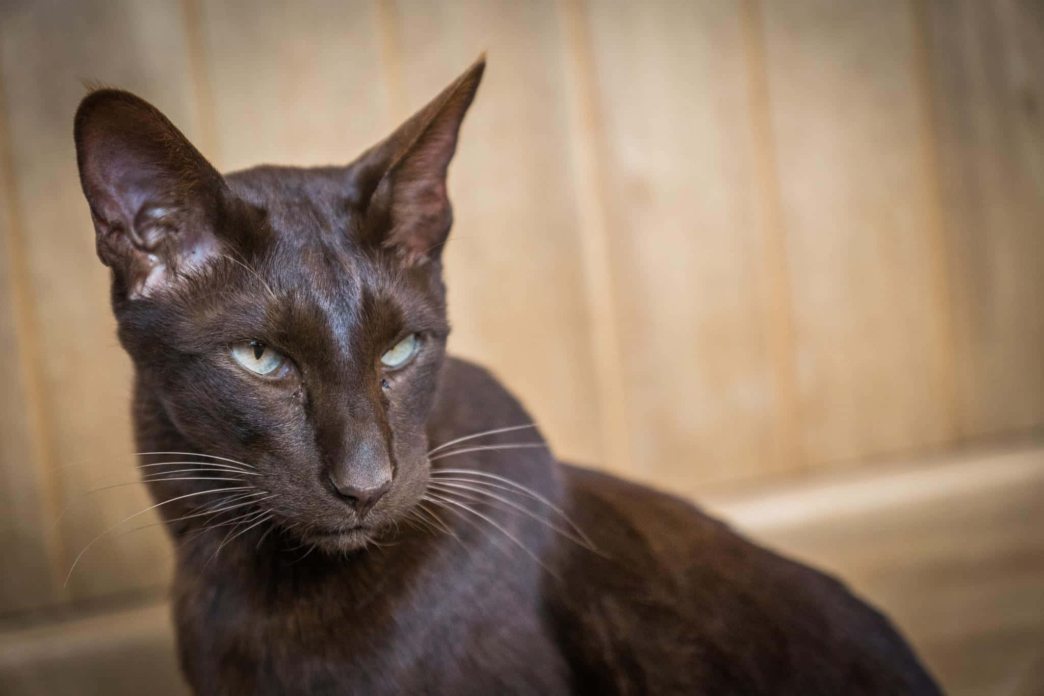 Havana Brown Cat 桌布 壁紙 — 一隻光滑的黑貓，擁有引人注目的綠色眼睛，在溫暖的木質背景下專注地凝視。