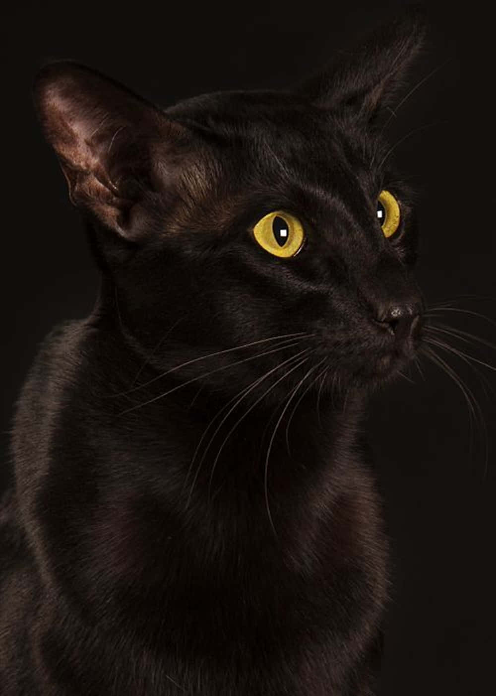 Havana Brown Cat 桌布 壁紙 — 一隻光滑的黑貓，擁有發光的黃色眼睛，在黑暗背景下凝視著。