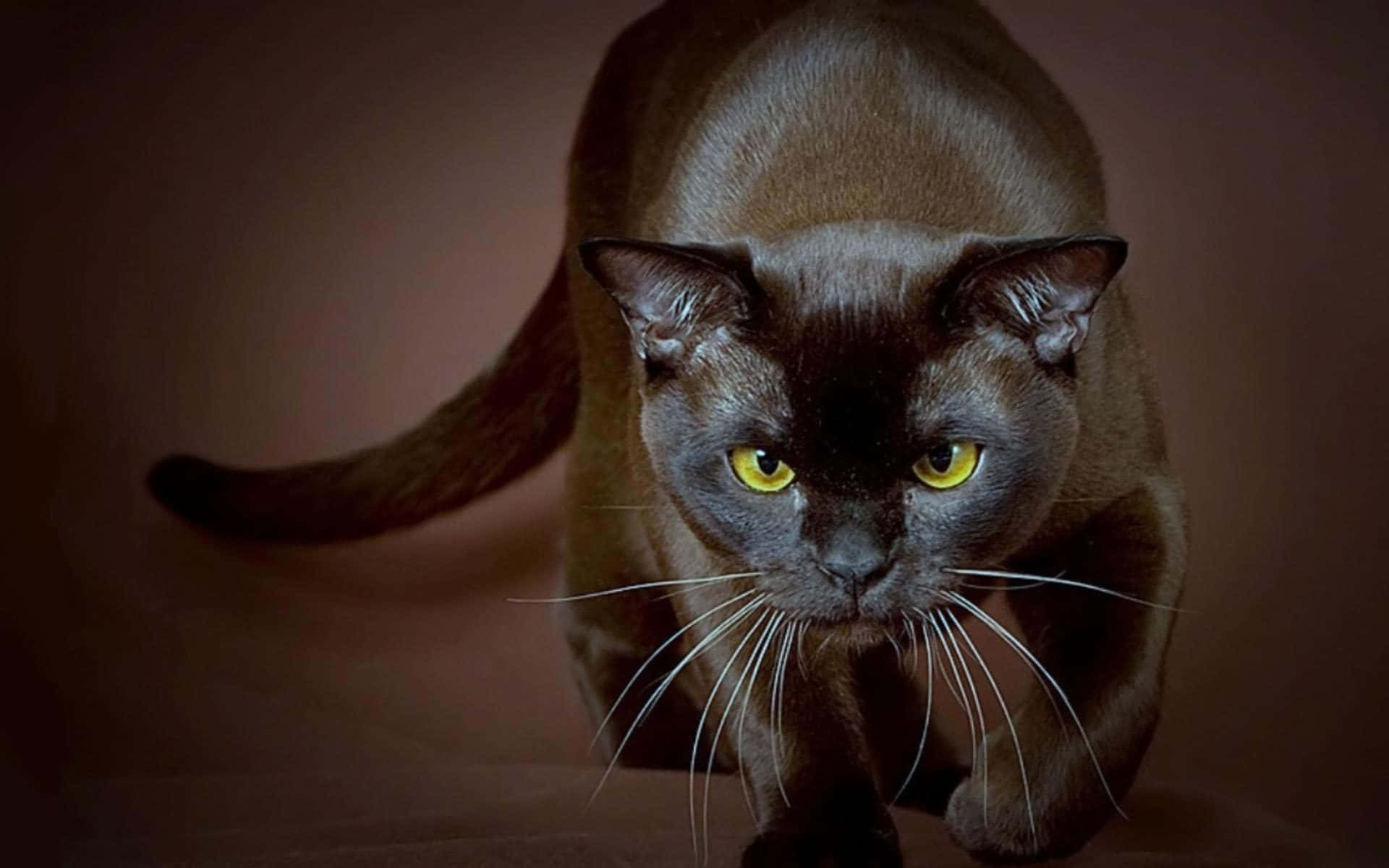 Burmese Cat 桌布 壁紙 — 一隻光滑的黑貓，有著發光的黃色眼睛，在柔和的棕色背景前潛行前進。