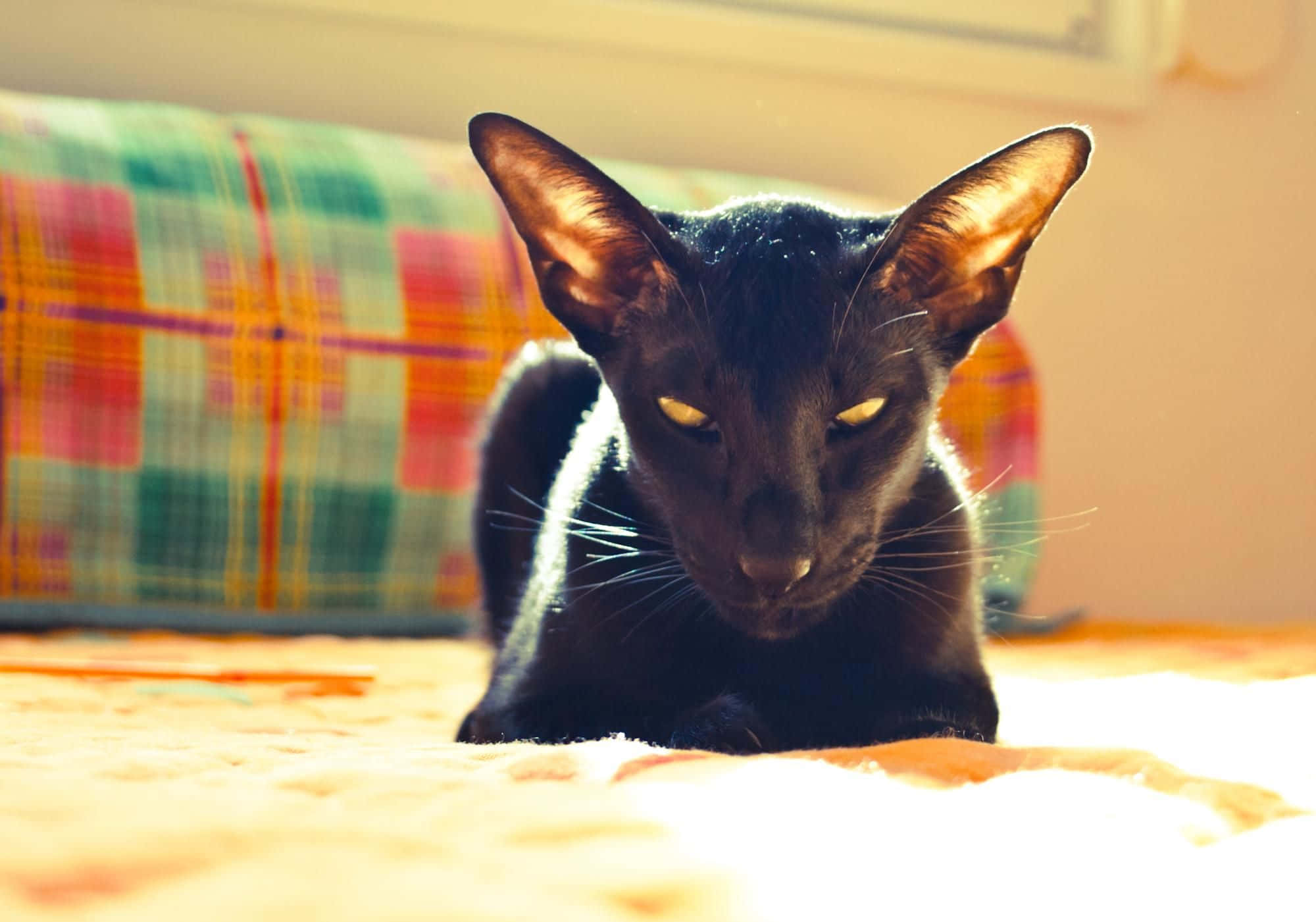 Oriental Shorthair 桌布 壁紙 — 一隻光滑的黑貓，有著閃閃發光的琥珀色眼睛，躺在陽光照耀的床上，旁邊是一個色彩繽紛的格子枕頭。