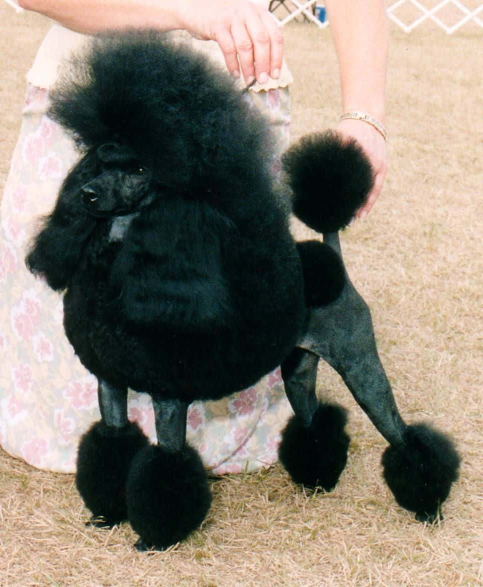 Poodle 桌布 壁紙 — 一隻光澤的黑色貴賓犬，帶有雕塑般的絨球髮型，站在乾草上，而訓練員輕輕調整其蓬鬆的尾巴。