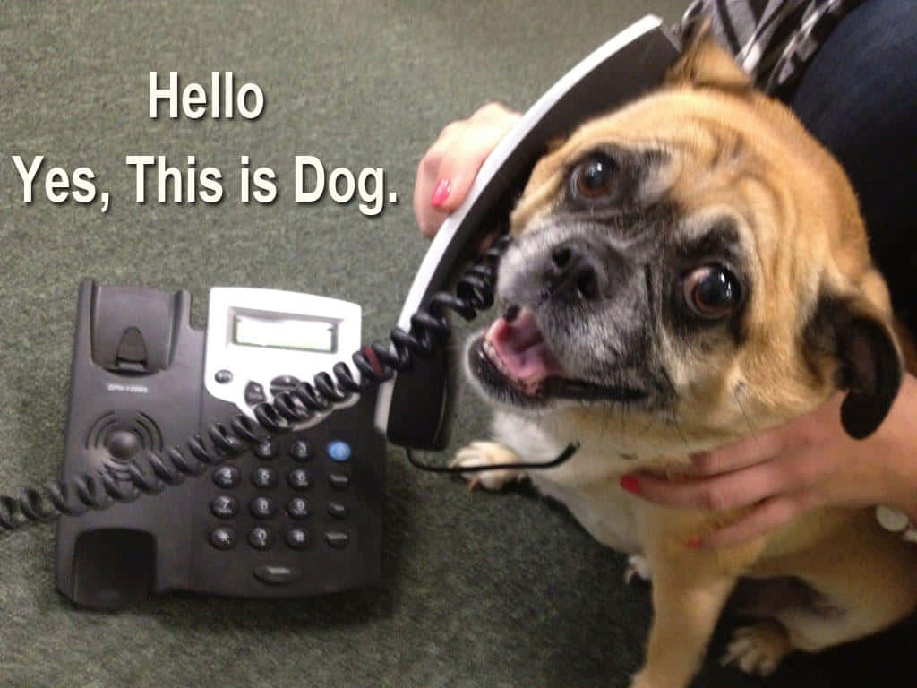 Dog Memes 桌布 壁紙 — 一隻八哥犬頑皮地將電話聽筒放在耳邊，而一個人在地毯上用手支撐著牠。