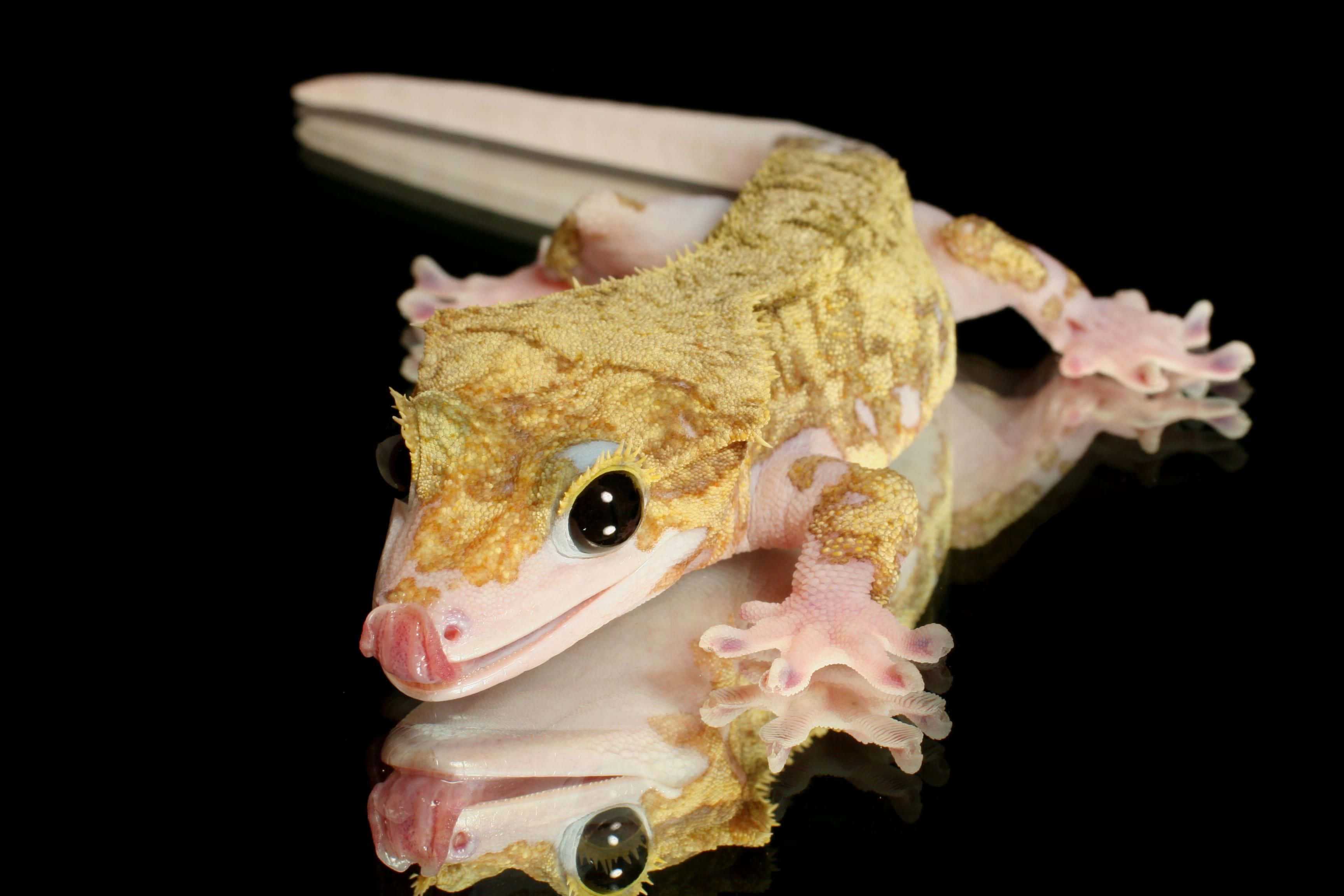 gecko 桌布 壁紙 — 一隻冠壁虎嘅特寫，擁有金棕色紋理皮膚同粉紅色腳仔，喺一塊反光黑色表面上休息。