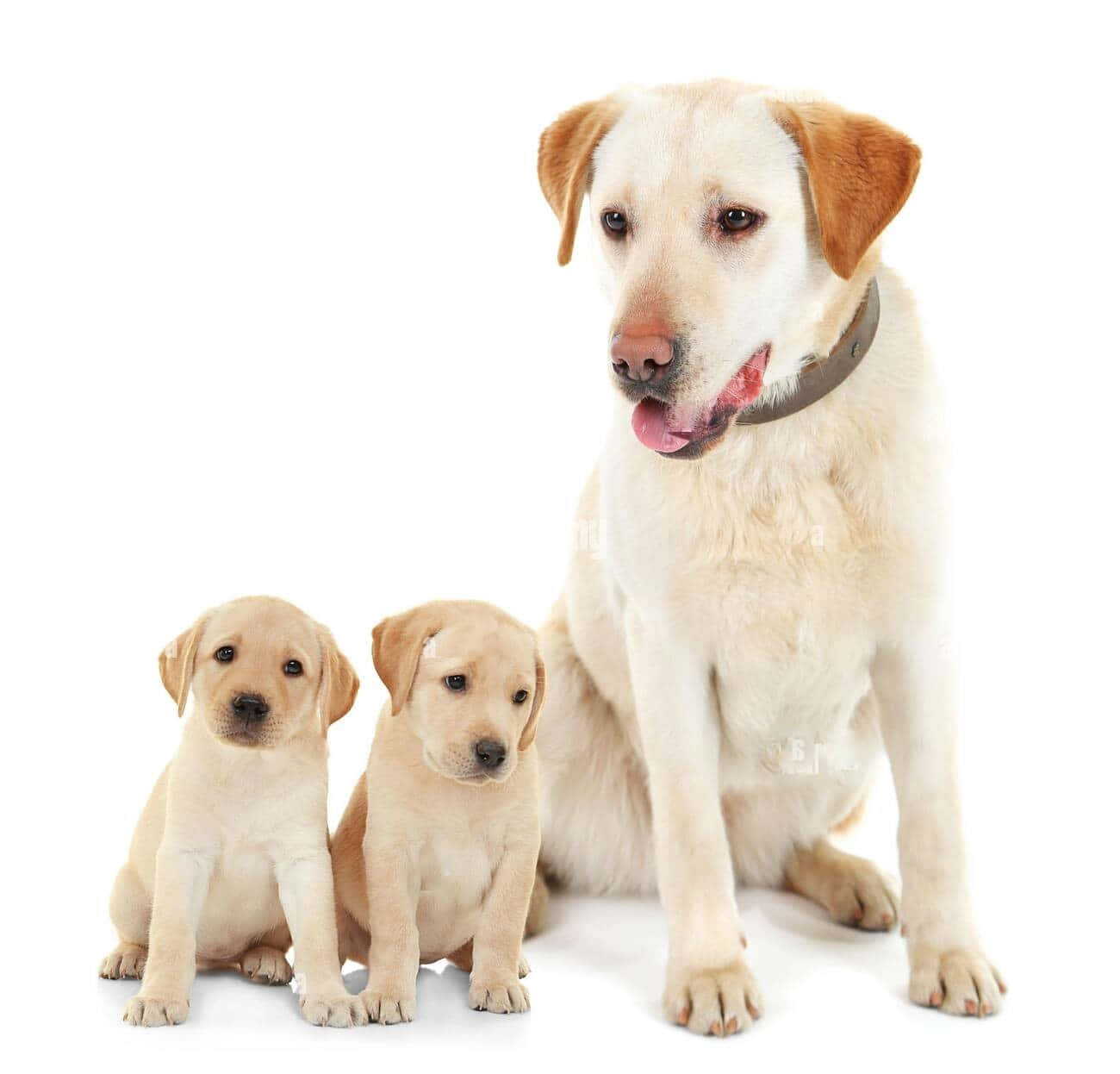 Puppies 桌布 壁紙 — 一隻冷靜的成年黃色拉布拉多犬自豪地坐在兩隻可愛的黃色拉布拉多幼犬旁邊，背景是純白色。