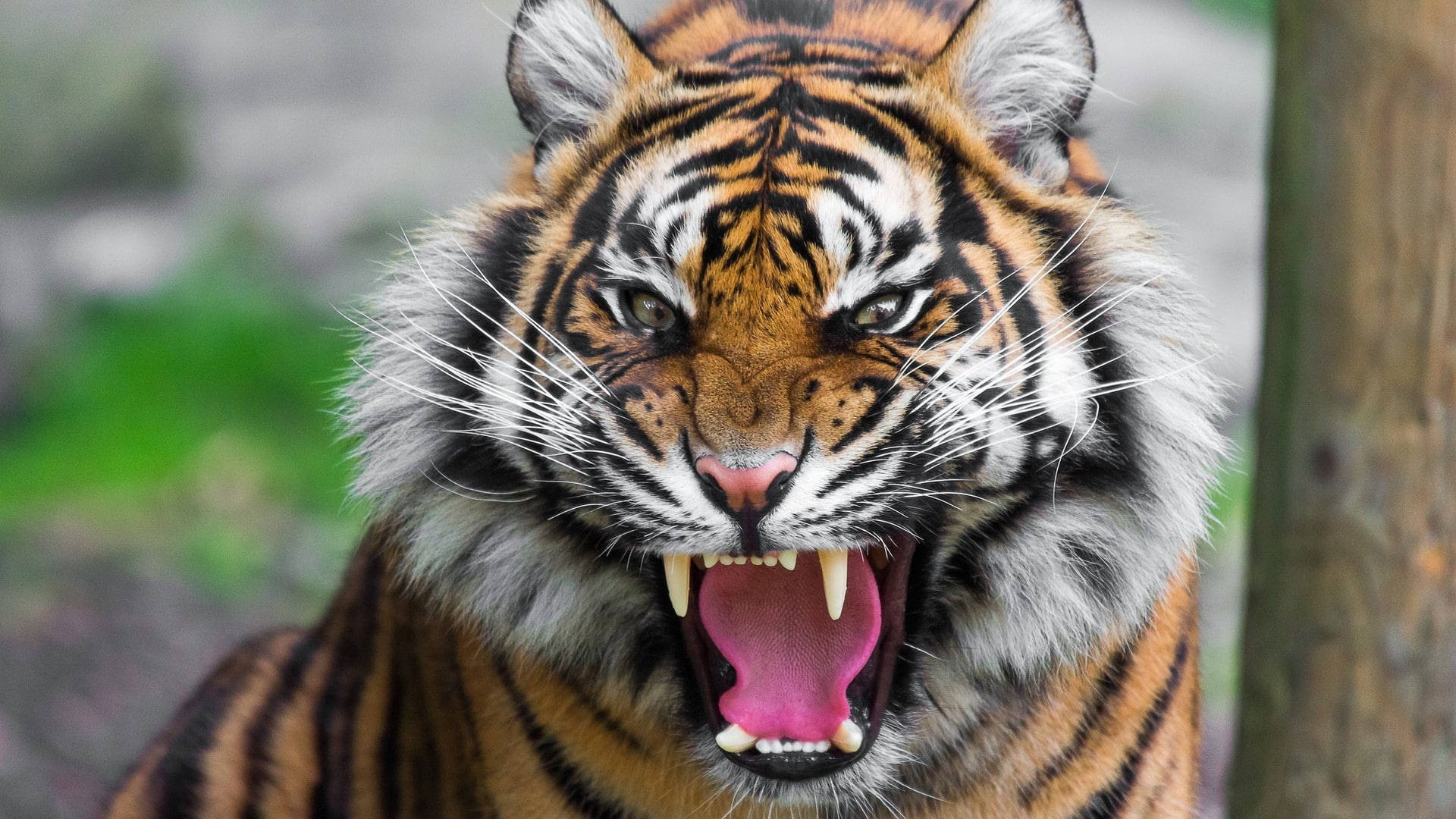 harimau 桌布 壁紙 — 一隻凶猛的老虎張開牙齒，眼神凌厲，對著模糊的自然背景咆哮。