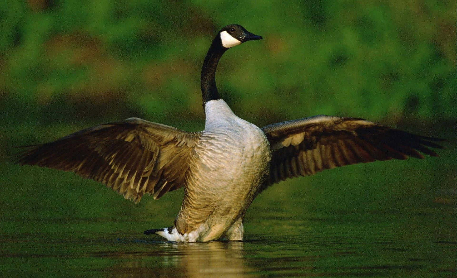 Goose 桌布 壁紙 — 一隻加拿大雁在平靜的綠水中張開翅膀，背後有模糊的樹葉。