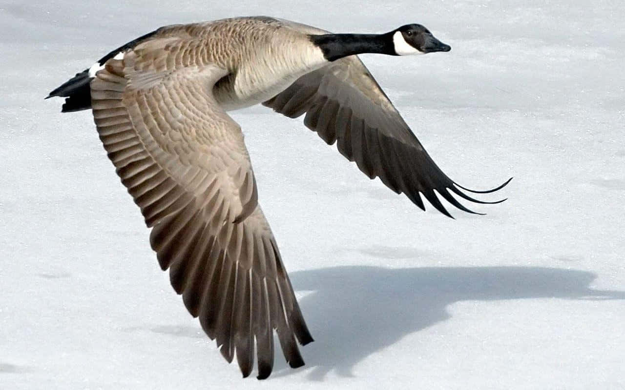 Goose 桌布 壁紙 — 一隻加拿大雁在雪地上空優雅翱翔，雙翼完全展開，襯著明亮的白色背景。