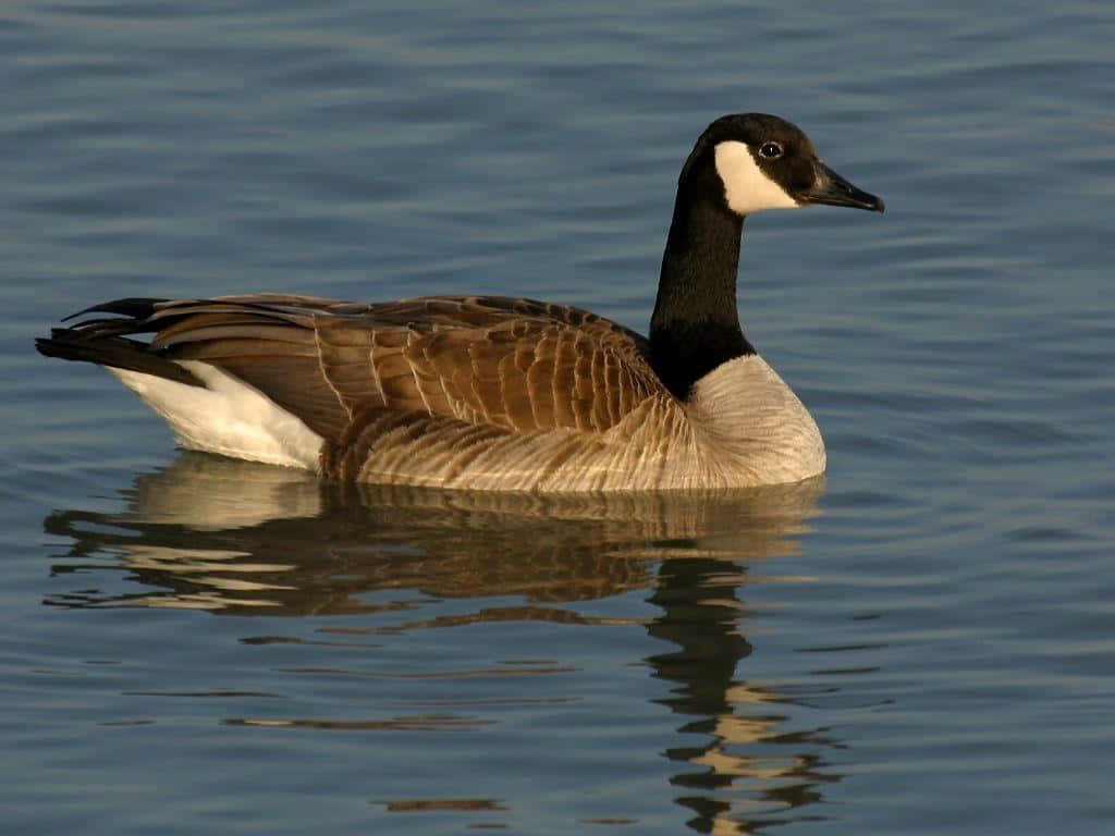 Goose 桌布 壁紙 — 一隻加拿大鵝平靜地漂浮在平靜的水面上，其倒影在金色光線下輕輕蕩漾。