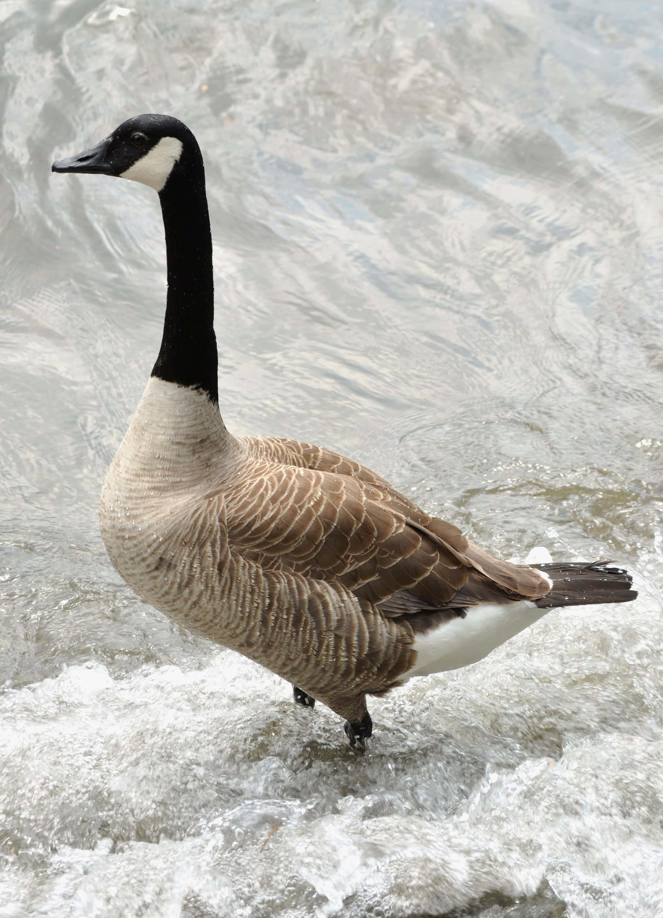 Goose 桌布 壁紙 — 一隻加拿大鵝站在湍急的水中，漣漪在其有蹼的腳周圍旋轉。
