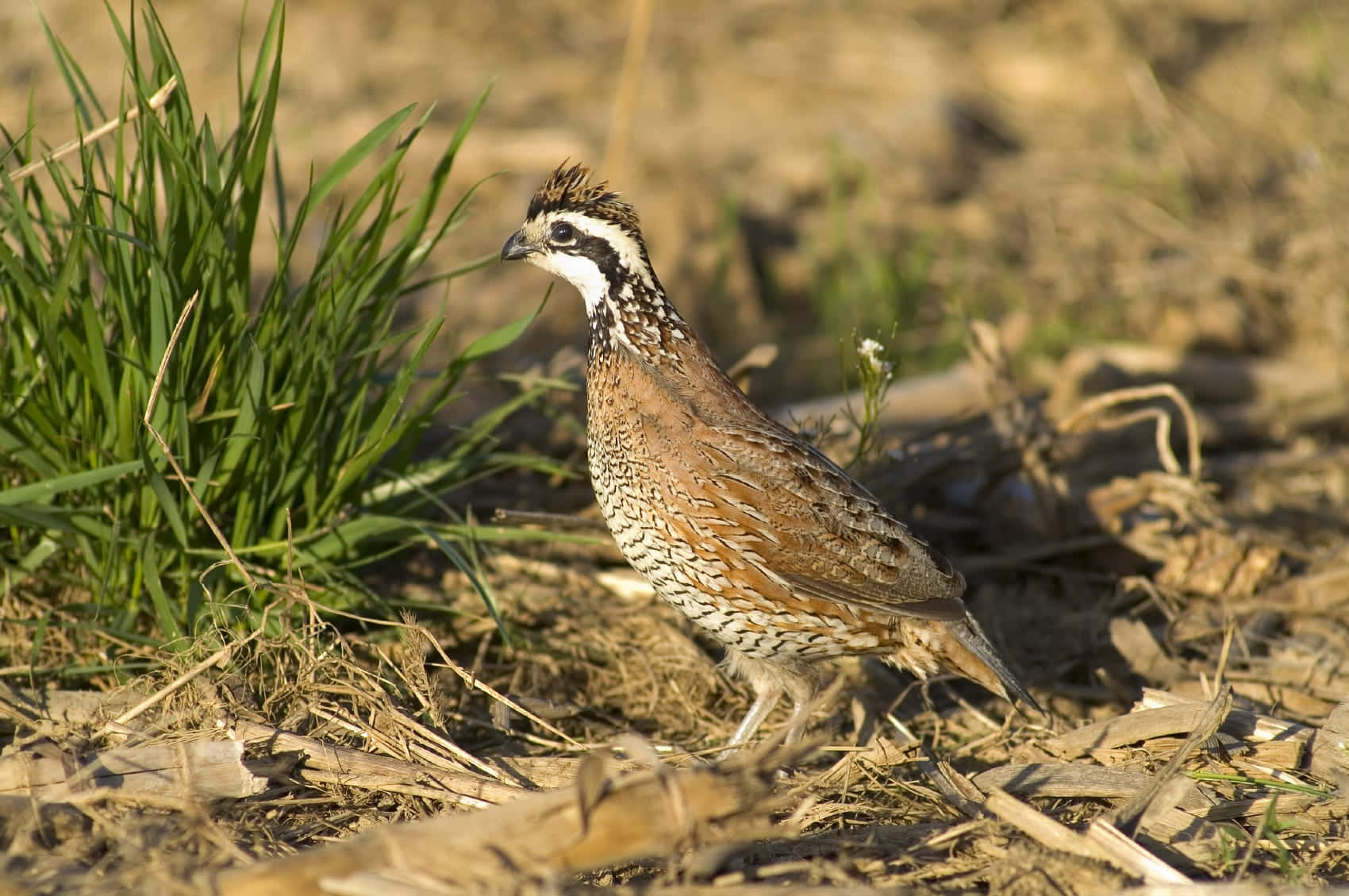 Quail 桌布 壁紙 — 一隻北方白喉鵪鶉在溫暖陽光下警覺地站在乾草和綠葉中。