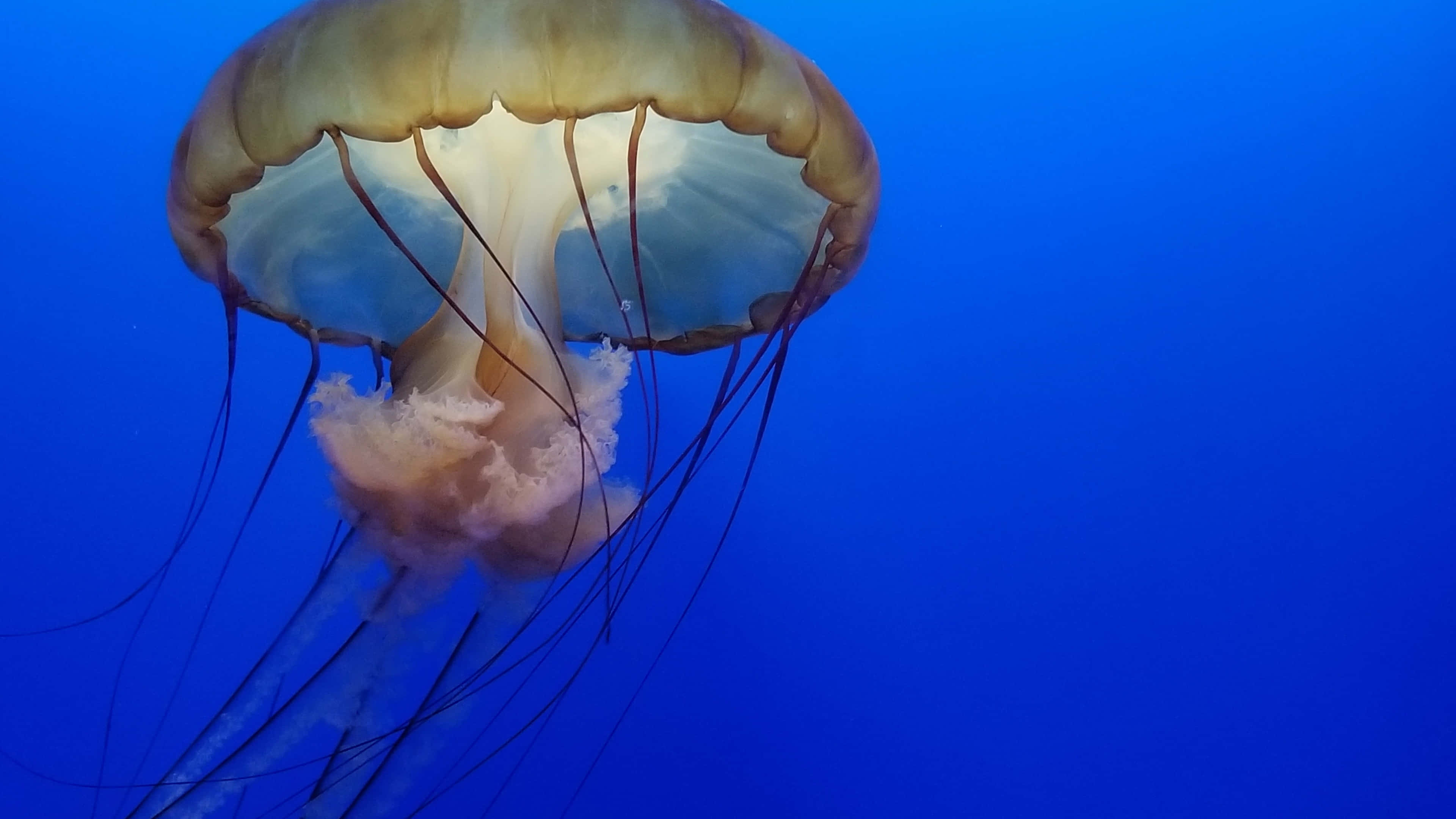 4K Jellyfish 桌布 壁紙 — 一隻半透明、帶琥珀色觸手的水母在深藍色海水中滑行。