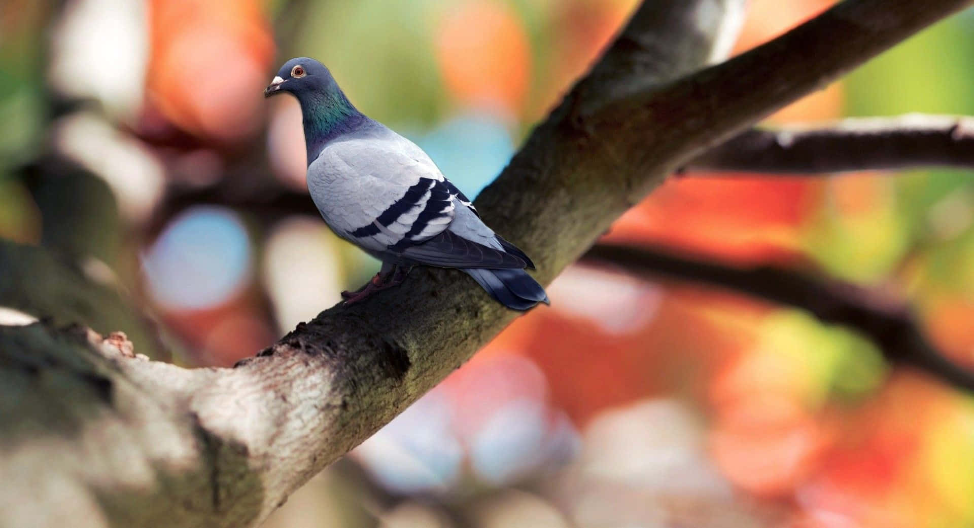 pigeon 桌布 壁紙 — 一隻原鴿平靜地棲息在紋理分明的樹枝上，背景是充滿活力的秋葉散景。