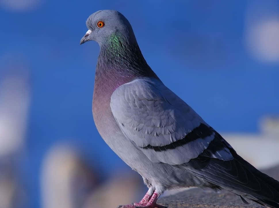 pigeon 桌布 壁紙 — 一隻原鴿棲息在窗台上，背景是鮮豔的藍天和模糊的城市景觀的特寫。