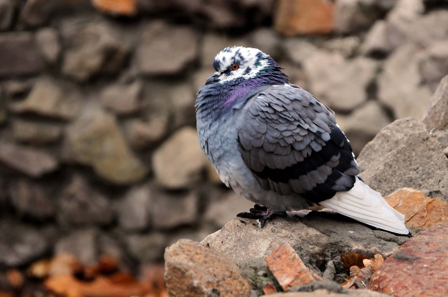 pigeon 桌布 壁紙 — 一隻原鴿警覺地棲息在風化的石頭上，背後是模糊的石牆。