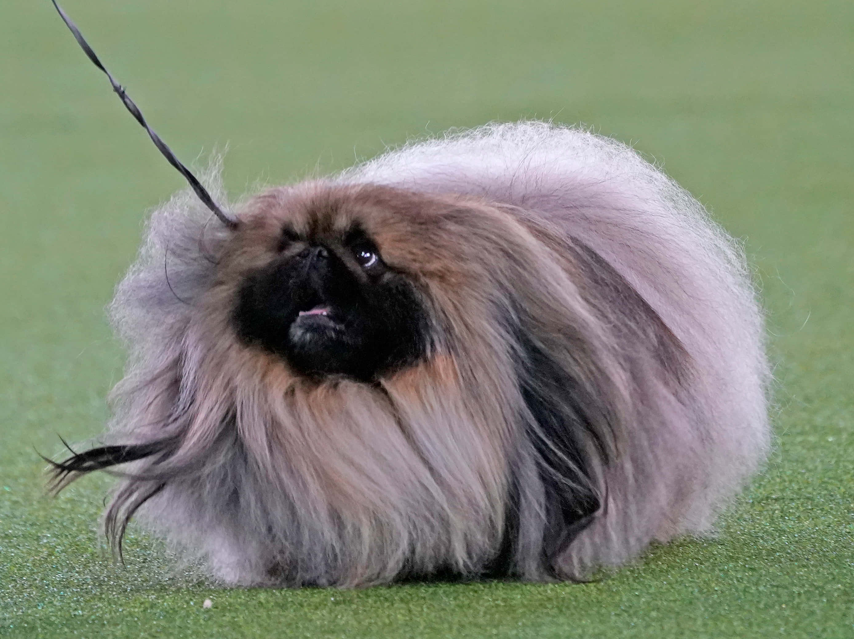 一隻友善忠誠的北京犬在公園享受陽光 壁紙 — 一隻毛茸茸嘅北京狗，黑色面同灰色毛，專注咁坐喺綠色草地上，狗帶拖喺後面。