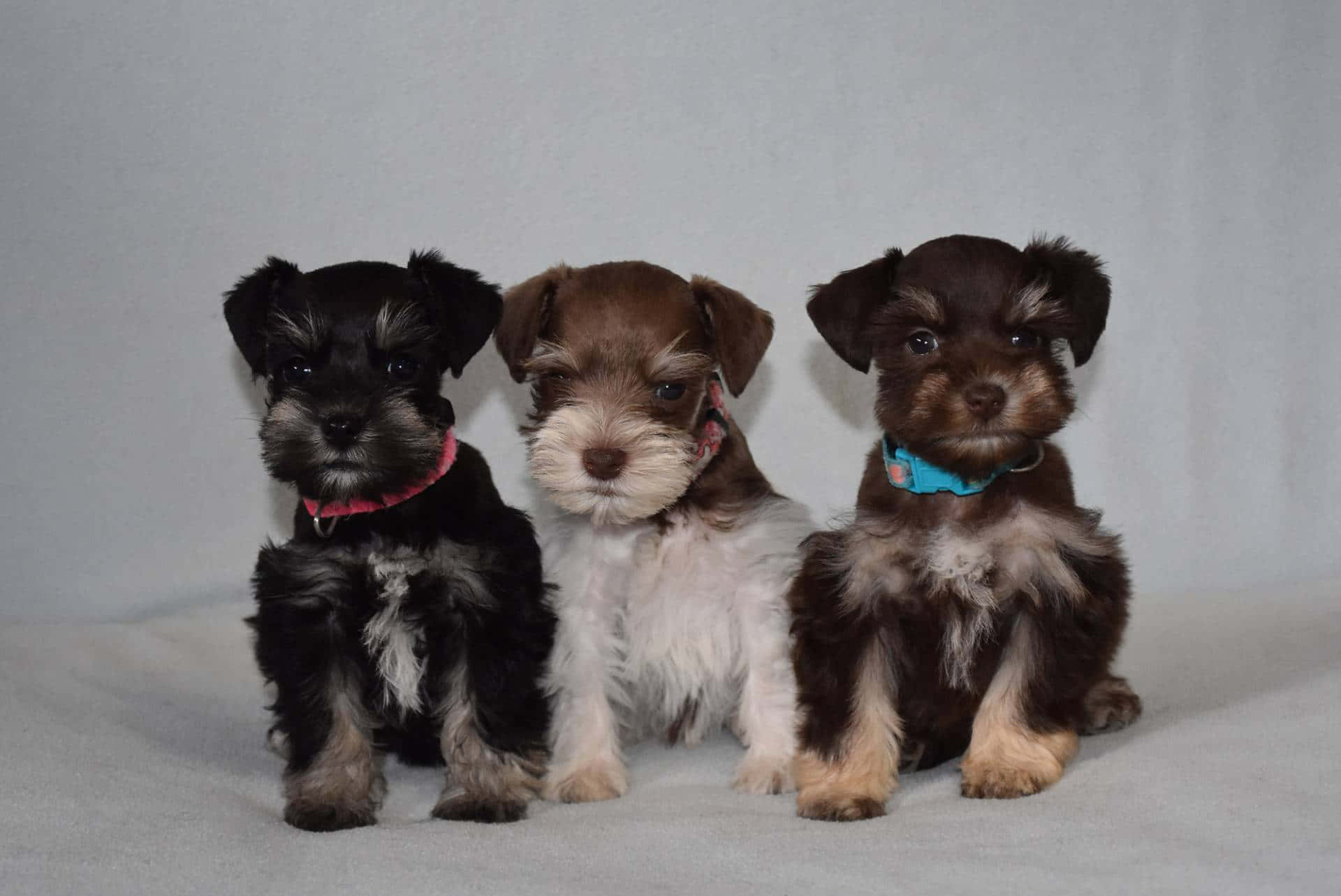 一隻友善的雪納瑞享受戶外時光 壁紙 — 三隻可愛嘅迷你史納莎幼犬，毛色各異，戴住彩色頸圈，喺純灰色背景前專注咁坐低。