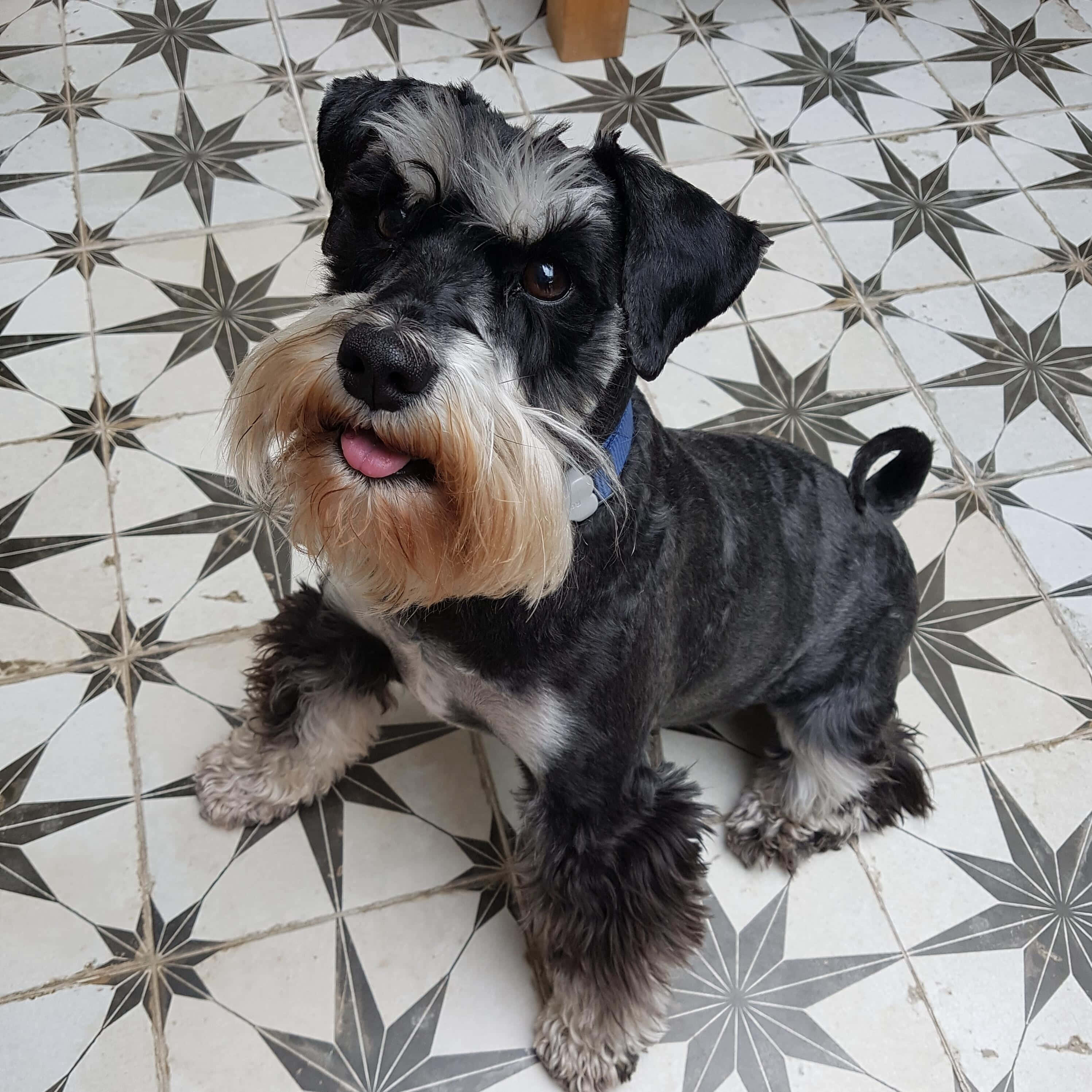 一隻友善的雪納瑞幼犬享受戶外時光 壁紙 — 一隻黑色和棕色的雪納瑞，有著濃密的鬍鬚，坐在星形圖案的地磚上，伸出舌頭向上看。