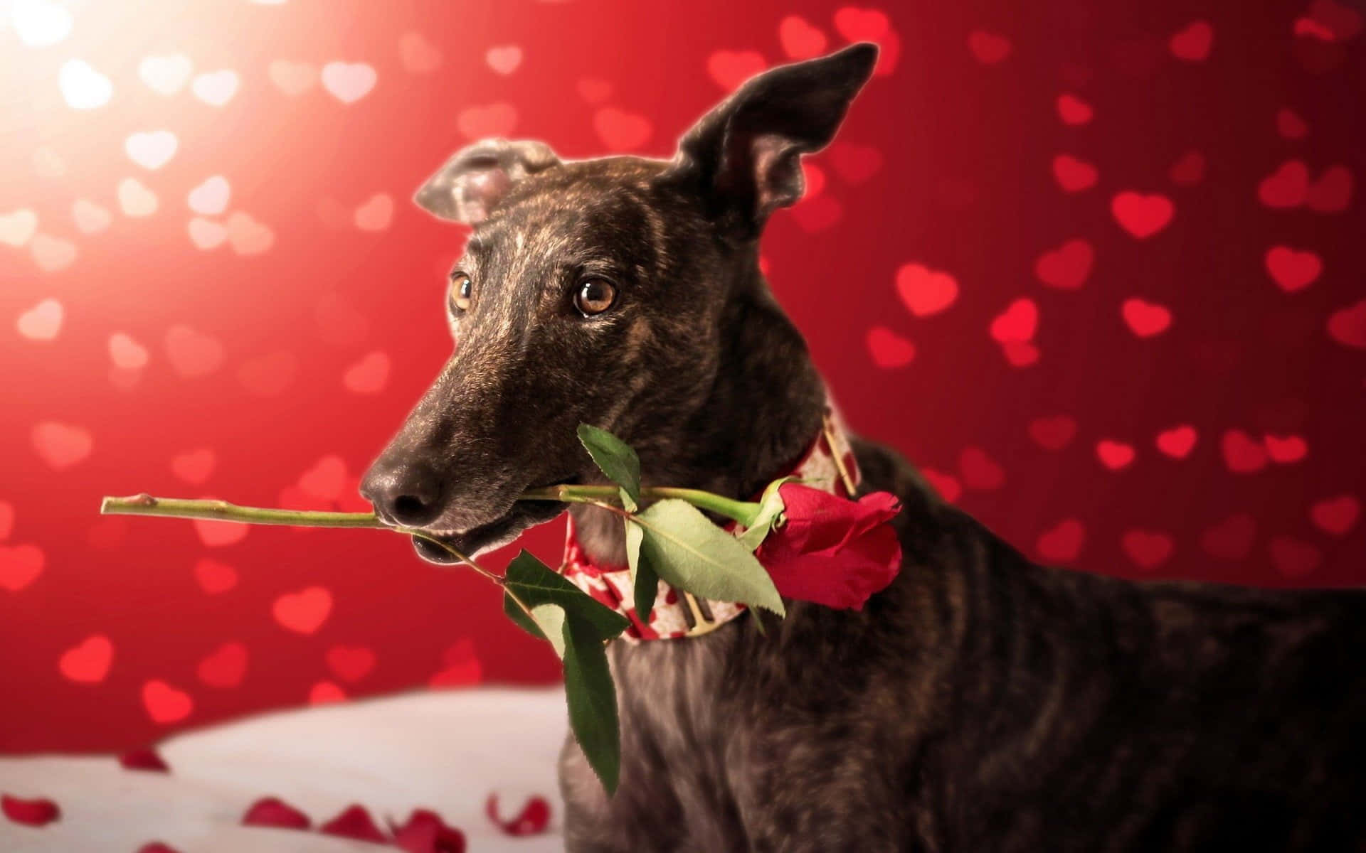一隻口含玫瑰的灰狗 壁紙