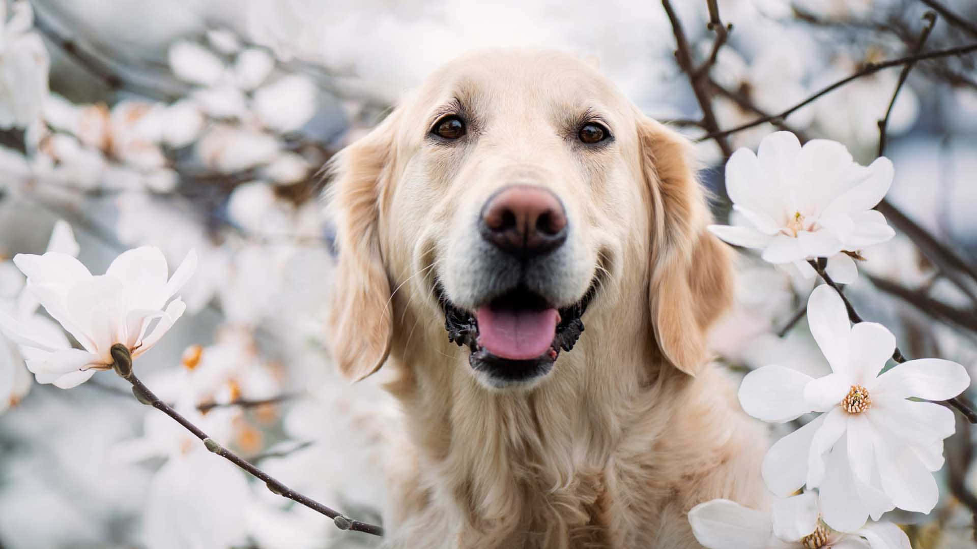 一隻可愛又友善的金毛幼犬 壁紙 — 一隻快樂的金毛尋回犬在盛開的白色木蘭花中微笑，沐浴在柔和嘅春日陽光下。