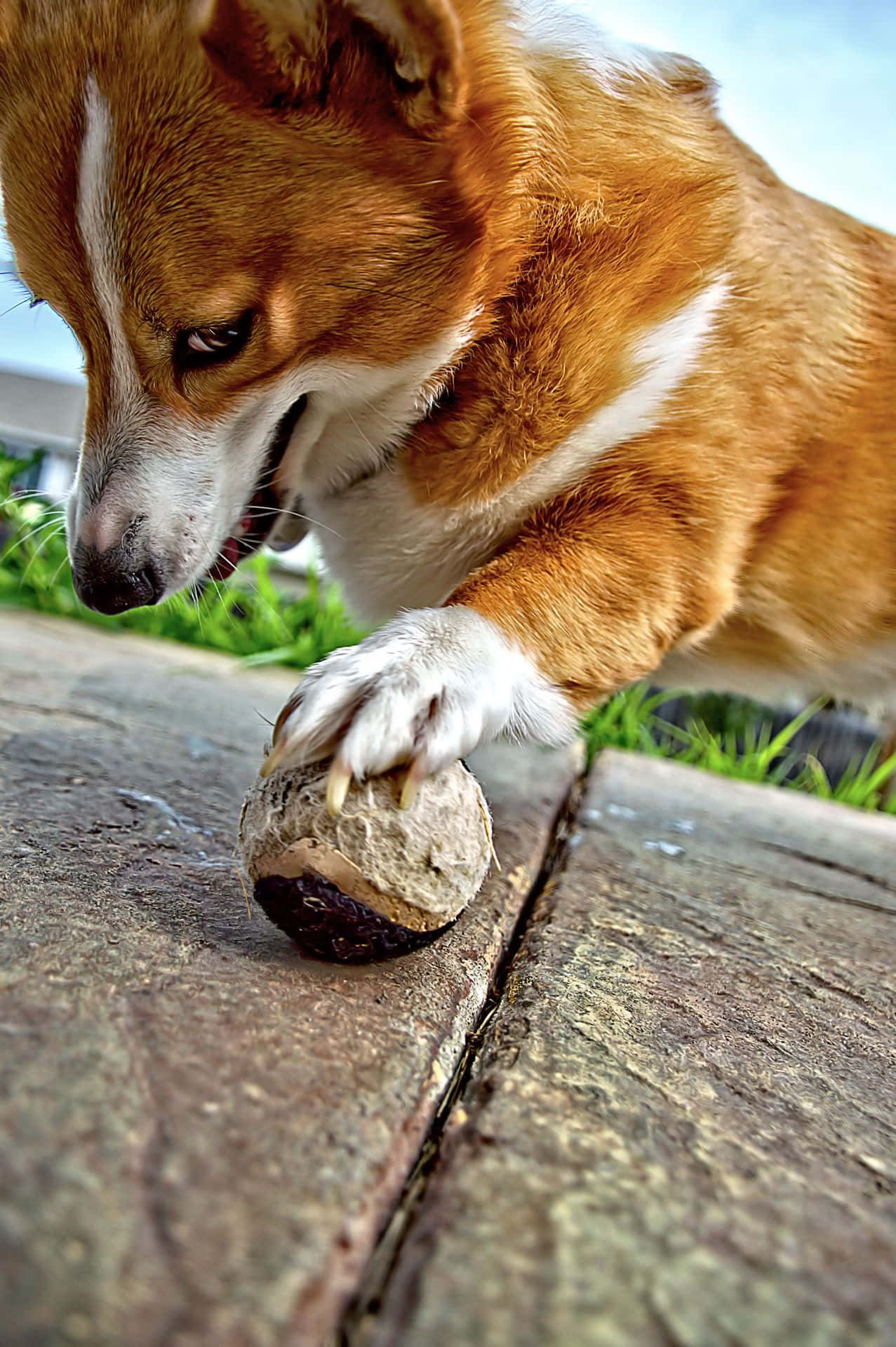 一隻可愛又淘氣的柯基幼犬正望向鏡頭 壁紙 — 一隻專注的哥基犬，擁有棕褐色和白色毛髮，用爪子撥弄木甲板上經風化的堅果，周圍環繞著綠草。