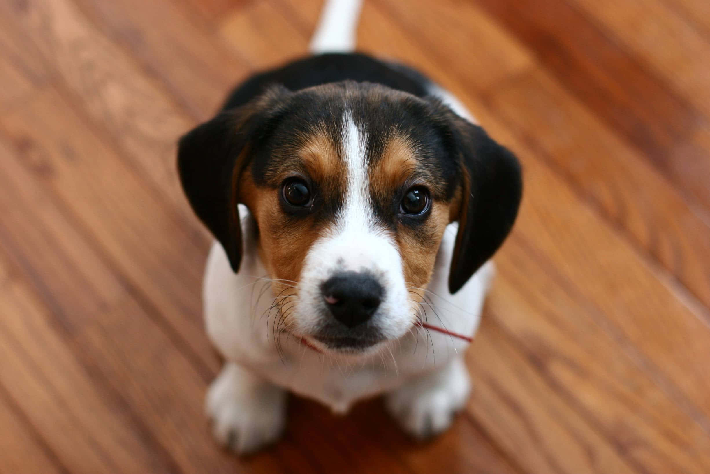Beagle 桌布 壁紙 — 一隻可愛嘅比高犬幼犬，有啡色、黑色同白色嘅毛，喺木地板上面用大眼睛向上望。