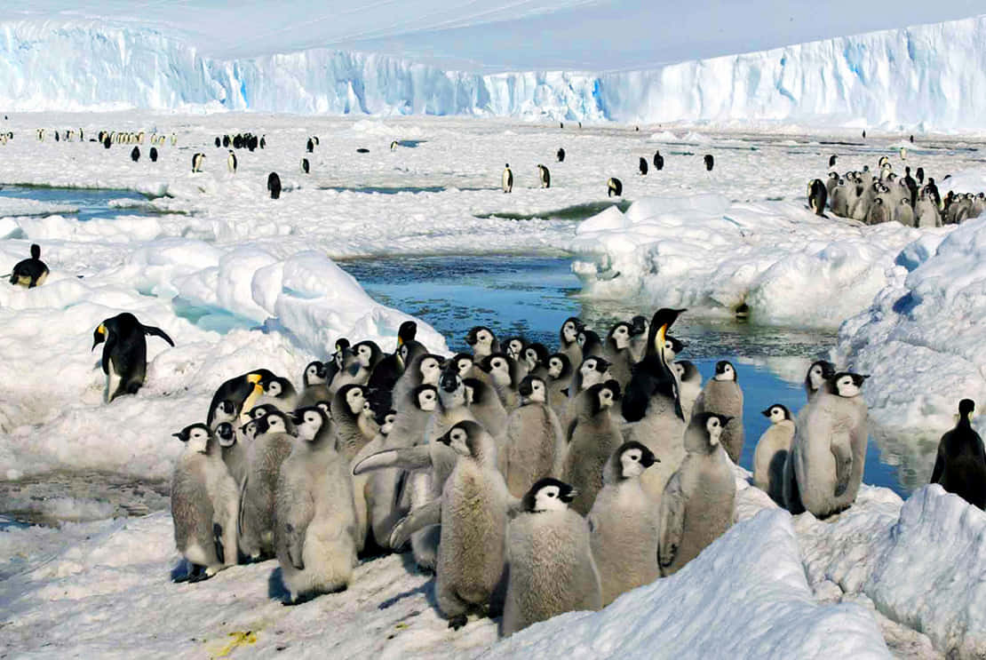 一隻可愛小企鵝享受海灘 壁紙 — 一群皇帝企鵝雛鳥擠在積雪的浮冰上，附近有成年企鵝，背景是巨大的冰川。