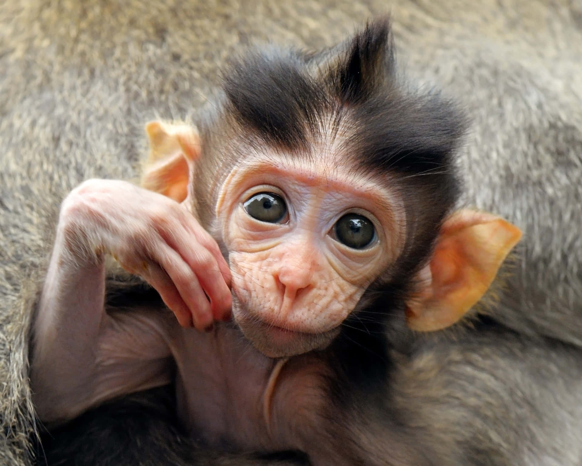 一隻有對大眼睛嘅猴BB伏喺媽媽嘅胸口上。