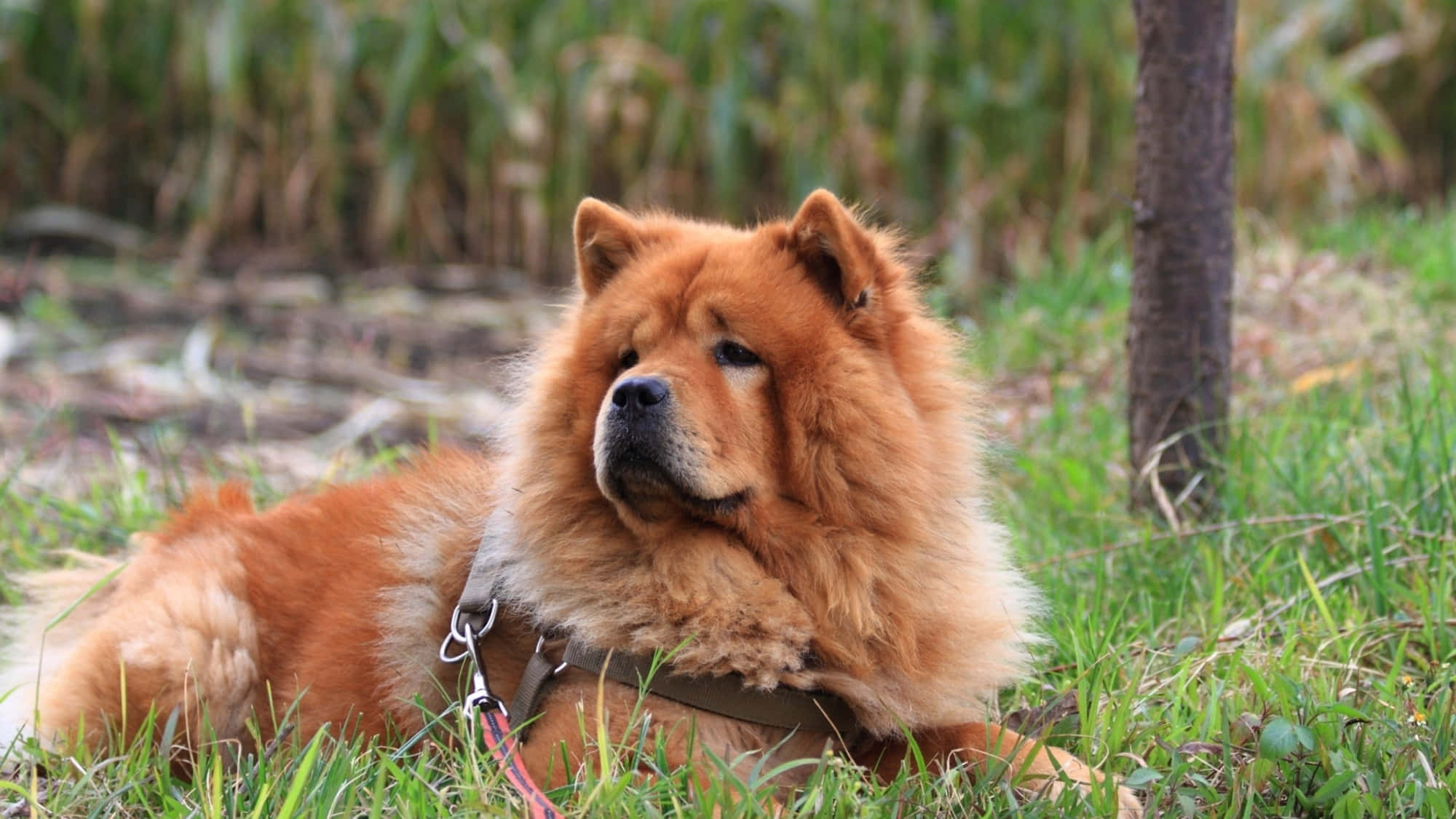 一隻可愛的 Chow Chow 壁紙 — 一隻毛茸茸的紅色鬆獅犬，戴著胸背帶，在樹幹附近的綠色草地上安靜地休息。