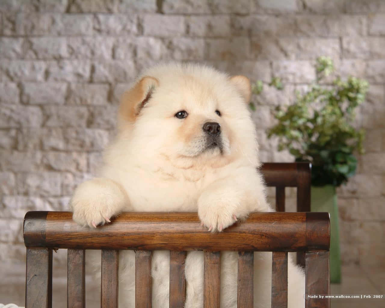一隻可愛的 Chow Chow 幼犬凝視鏡頭 壁紙 — 一隻毛茸茸嘅忌廉色鬆獅犬BB可愛咁坐喺木椅上，背景係石牆，附近有綠色植物。