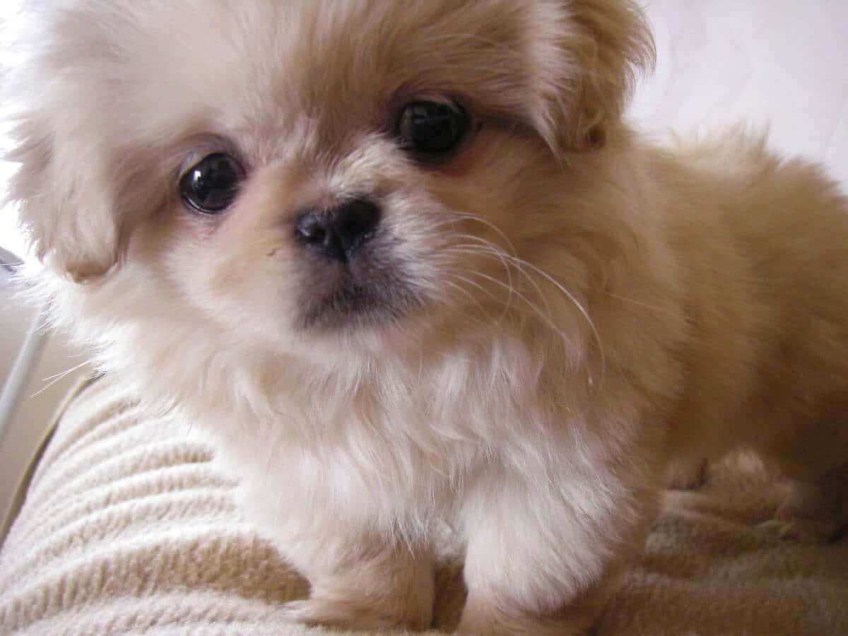 一隻可愛的北京犬幼犬凝視鏡頭 壁紙 — 一隻毛茸茸的奶油色小狗，有著大大的深色眼睛，坐在有紋理的米色毯子上，直視鏡頭。
