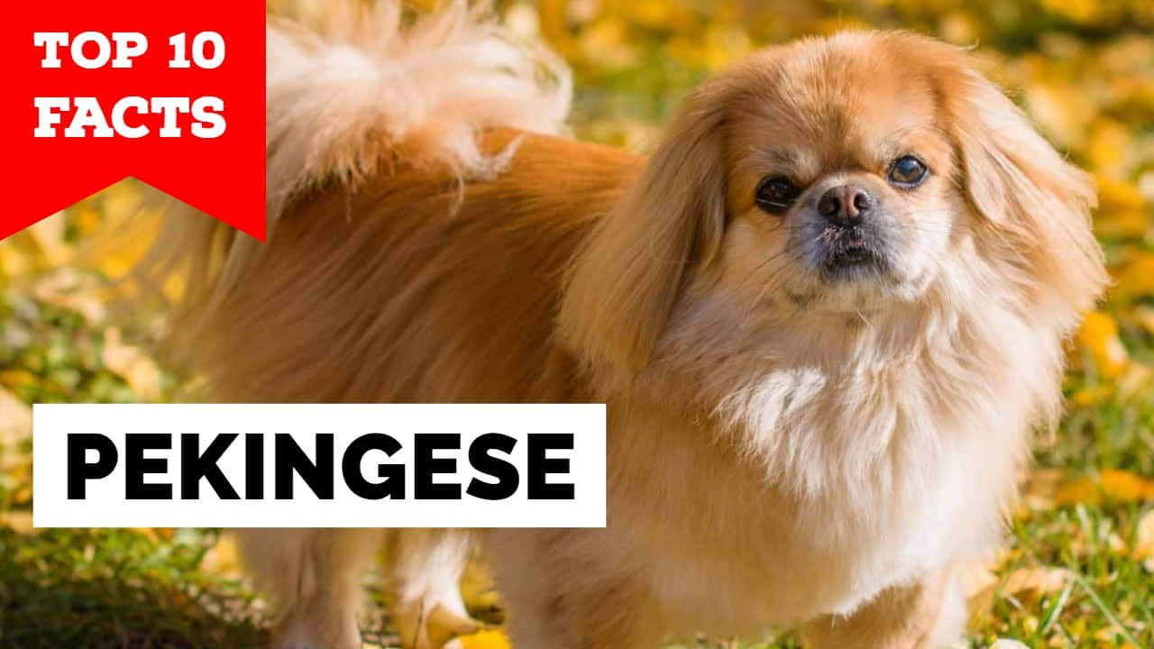 一隻可愛的北京犬幼犬在戶外玩耍 壁紙 — 一隻毛茸茸嘅金色北京狗喺明亮陽光下，企喺黃色秋葉嘅田野中保持警覺。