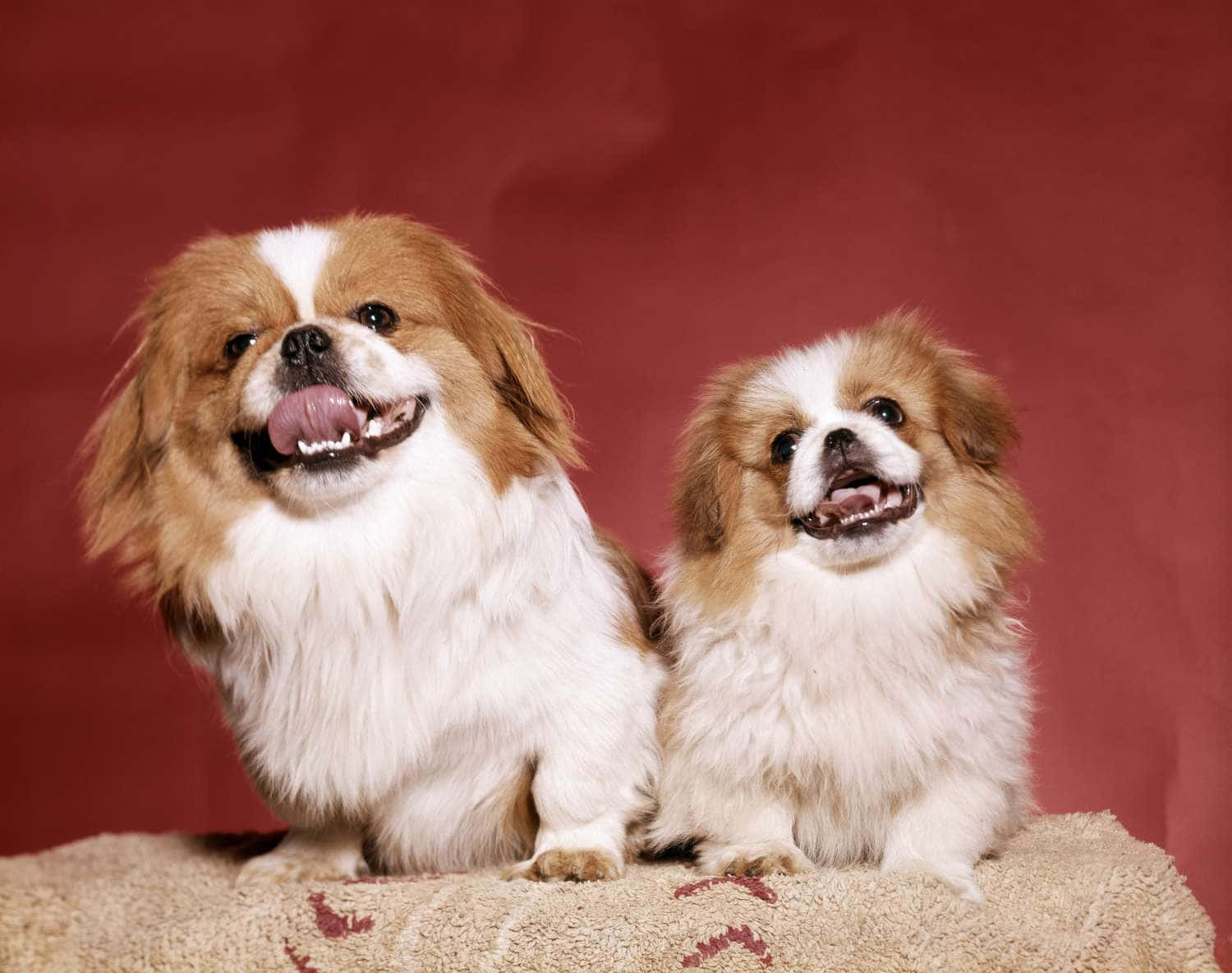 一隻可愛的北京犬幼犬坐在花園裡 壁紙 — 兩隻毛茸茸嘅日本狆狗，有啡色同白色嘅毛，開心咁坐喺有紋理嘅地氈上，背景係深紅色。