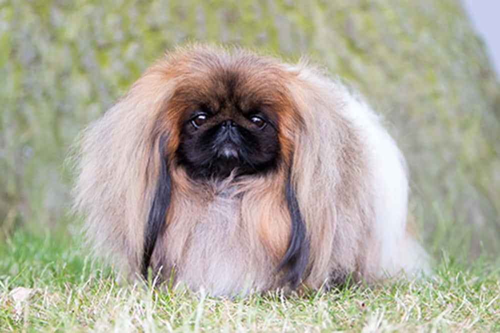 一隻可愛的北京犬幼犬耐心等待散步 壁紙 — 一隻毛茸茸的北京犬，擁有長長的棕黑色毛髮，專注地坐在綠色草地上，背景是模糊的長滿苔蘚的樹幹。
