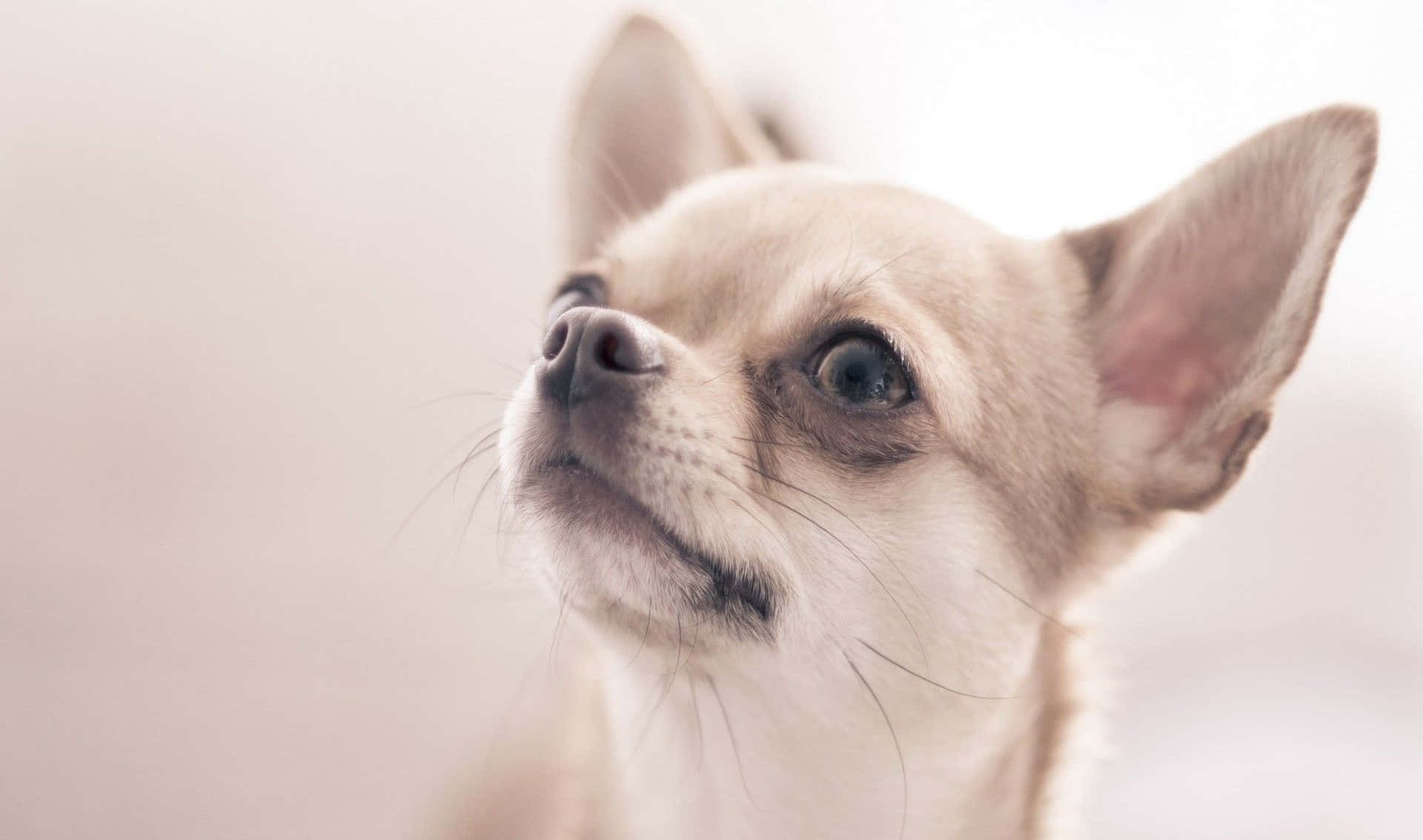 一隻小芝娃娃幼犬在柔和背景下睜大眼睛向上看。