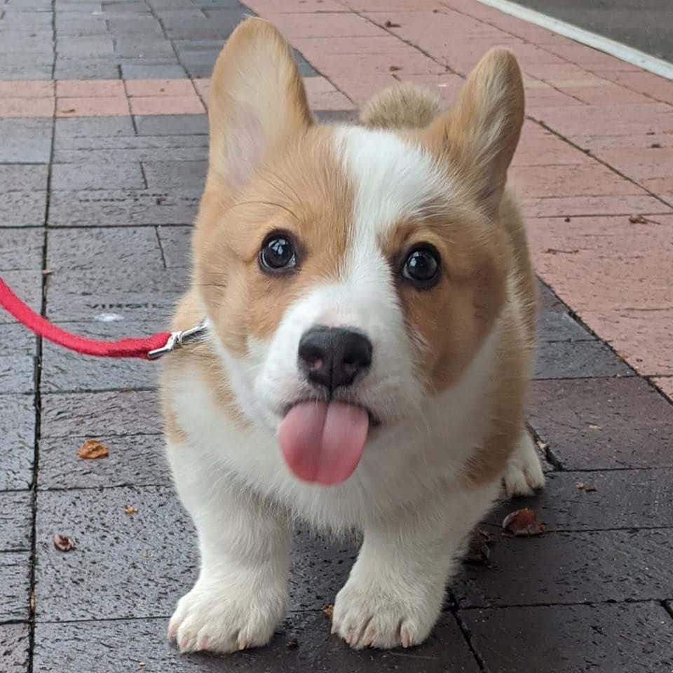 Pet Memes 桌布 壁紙 — 一隻可愛的哥基幼犬，有大眼睛和粉紅色舌頭伸出，站在濕漉漉的人行道上。