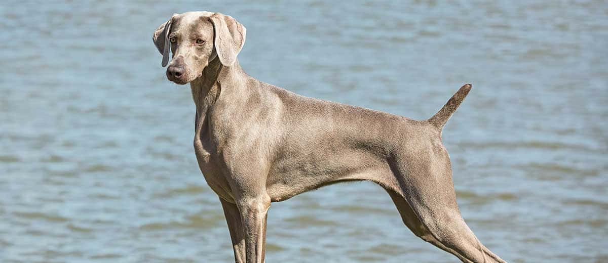 灰色威瑪獵犬在陽光明媚的日子裡站在水邊。