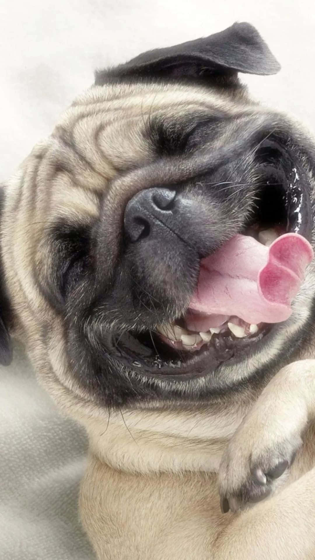 一隻快樂的巴哥犬，伸出舌頭，瞇著眼睛。