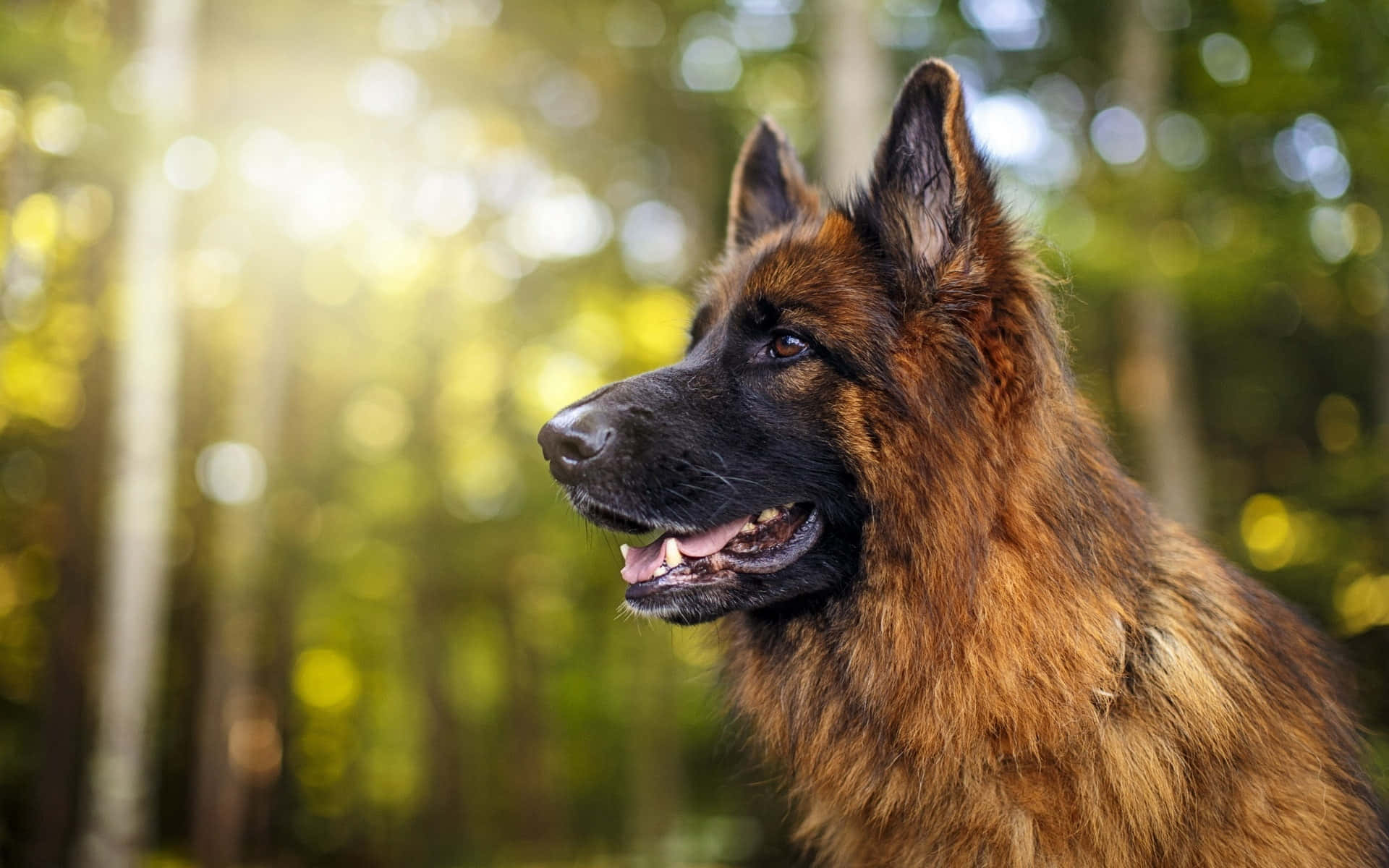 一隻德國牧羊犬在陽光普照的森林中，背景模糊的綠色。
