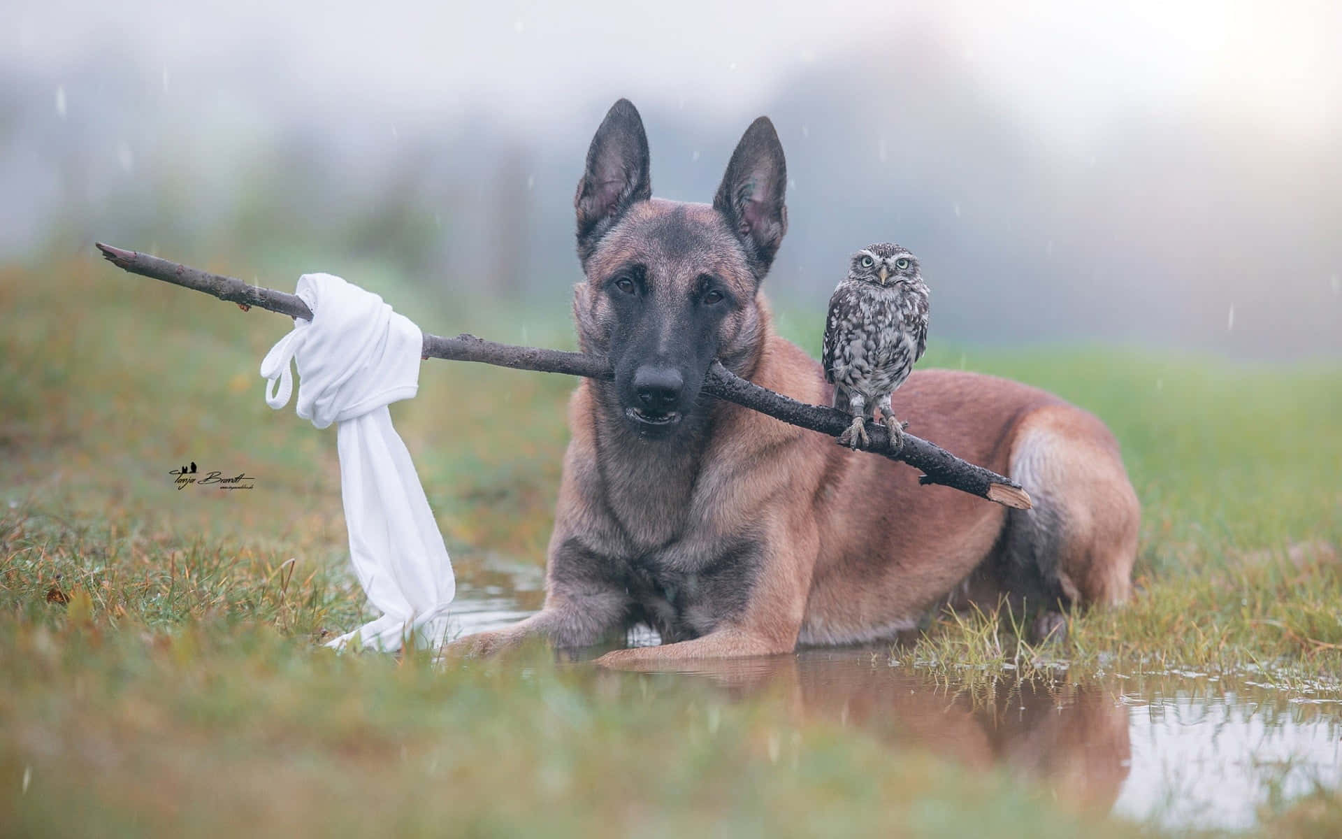 比利時瑪蓮萊犬與棍上貓頭鷹在雨中田野