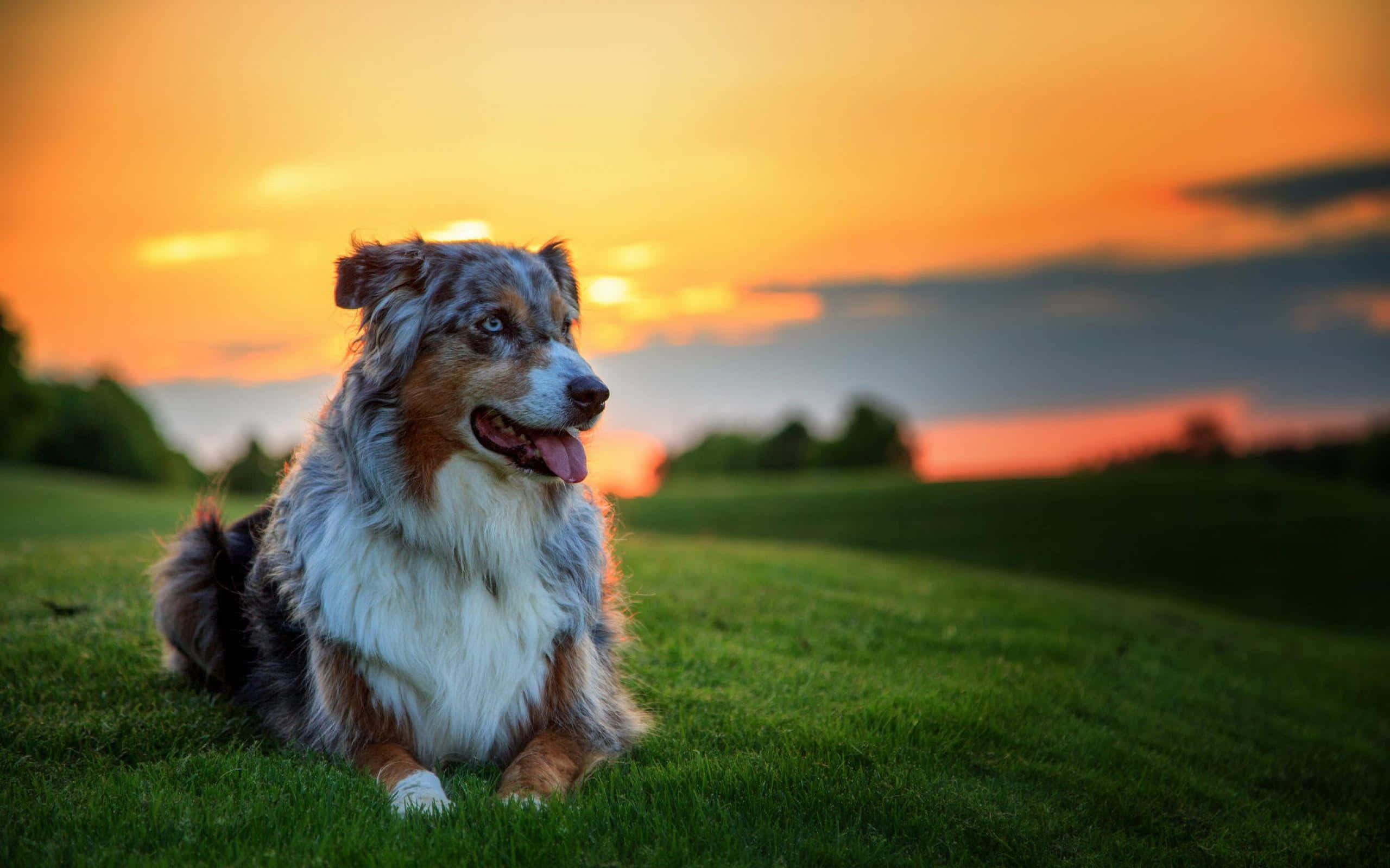 一隻可愛的拉布拉多金毛犬在陽光下悠閒休憩 壁紙 — 一隻毛茸茸的藍色大理石紋澳洲牧羊犬快樂地躺在鮮綠色的草地上，身後是火紅的橙色夕陽映照天空。