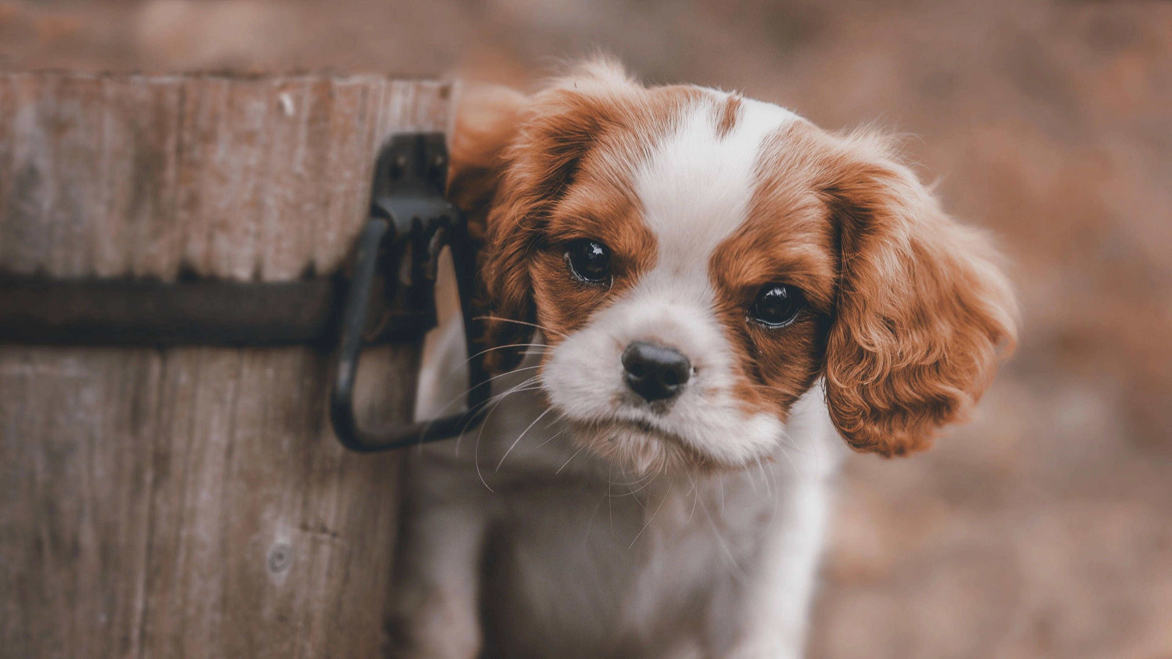 Cute Puppy 桌布 壁紙 — 一隻可愛的棕白色小狗，大眼睛好奇地從破舊的木門後探出頭來。