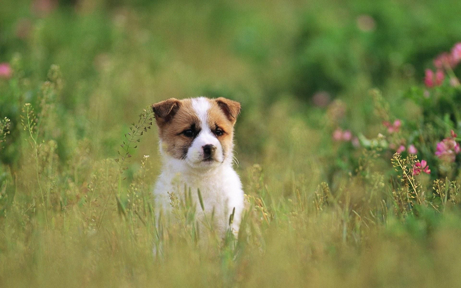 Puppy Dog 桌布 壁紙 — 一隻可愛的棕白色小狗警覺地坐在高高的綠色草地上，草地上點綴著粉紅色的野花。