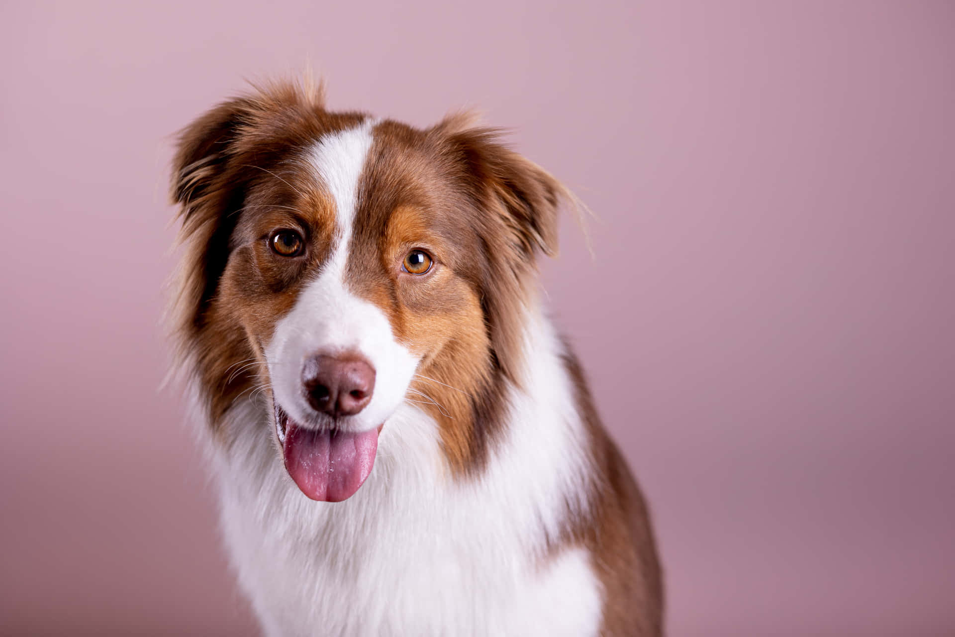 一隻快樂的澳洲牧羊犬在粉紅色背景下伸出舌頭